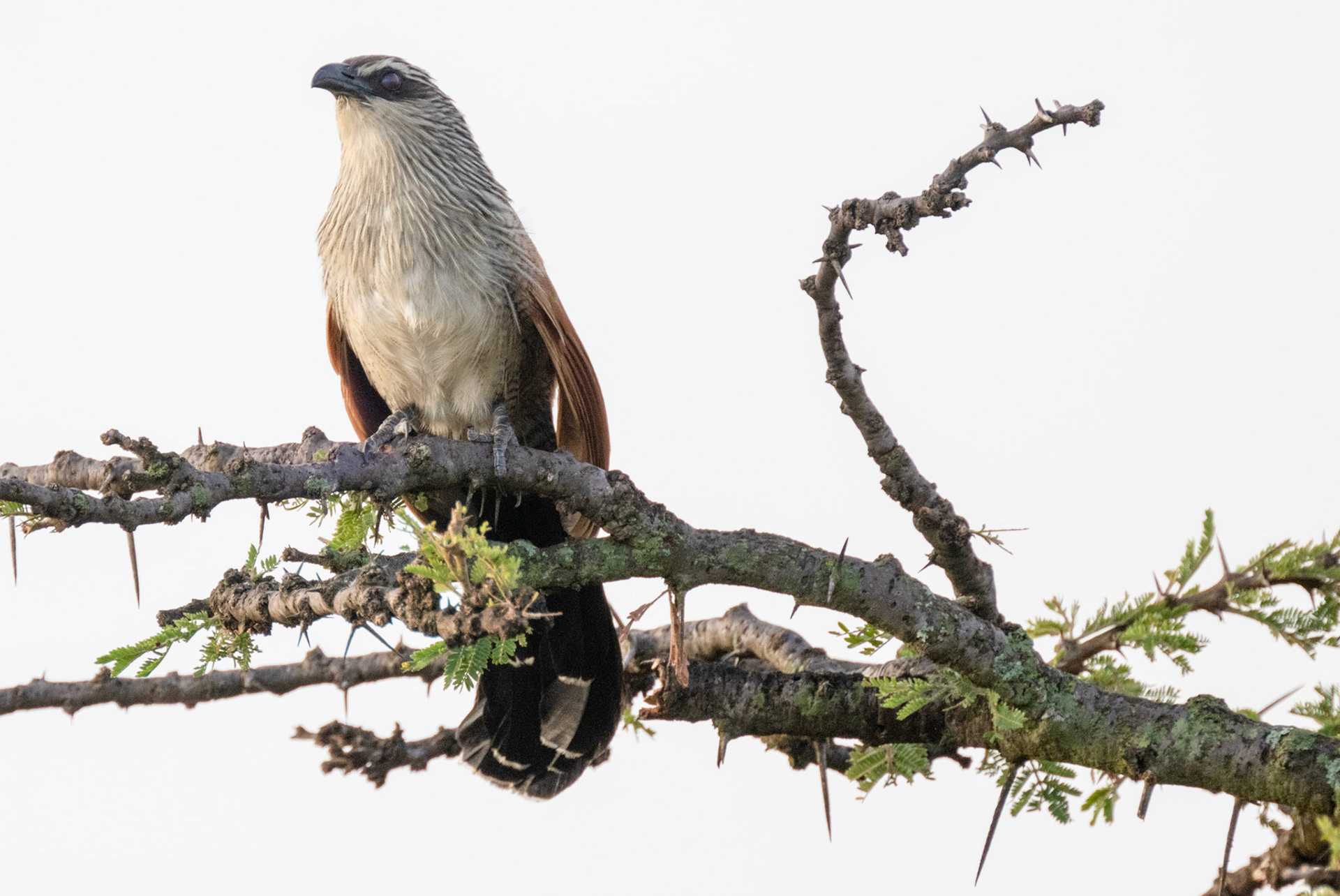 White-browed Coucal
