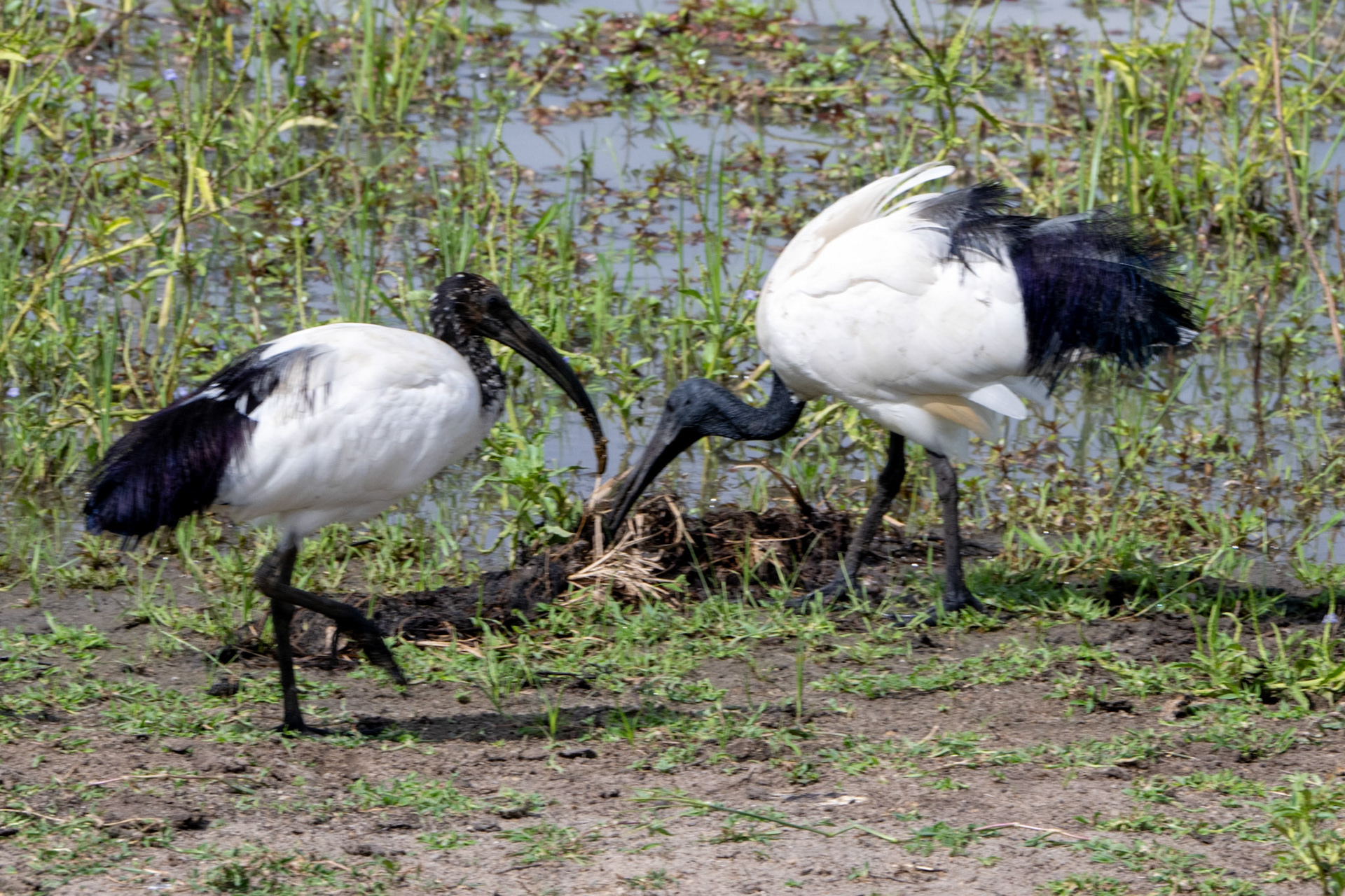 African Sacred Ibis