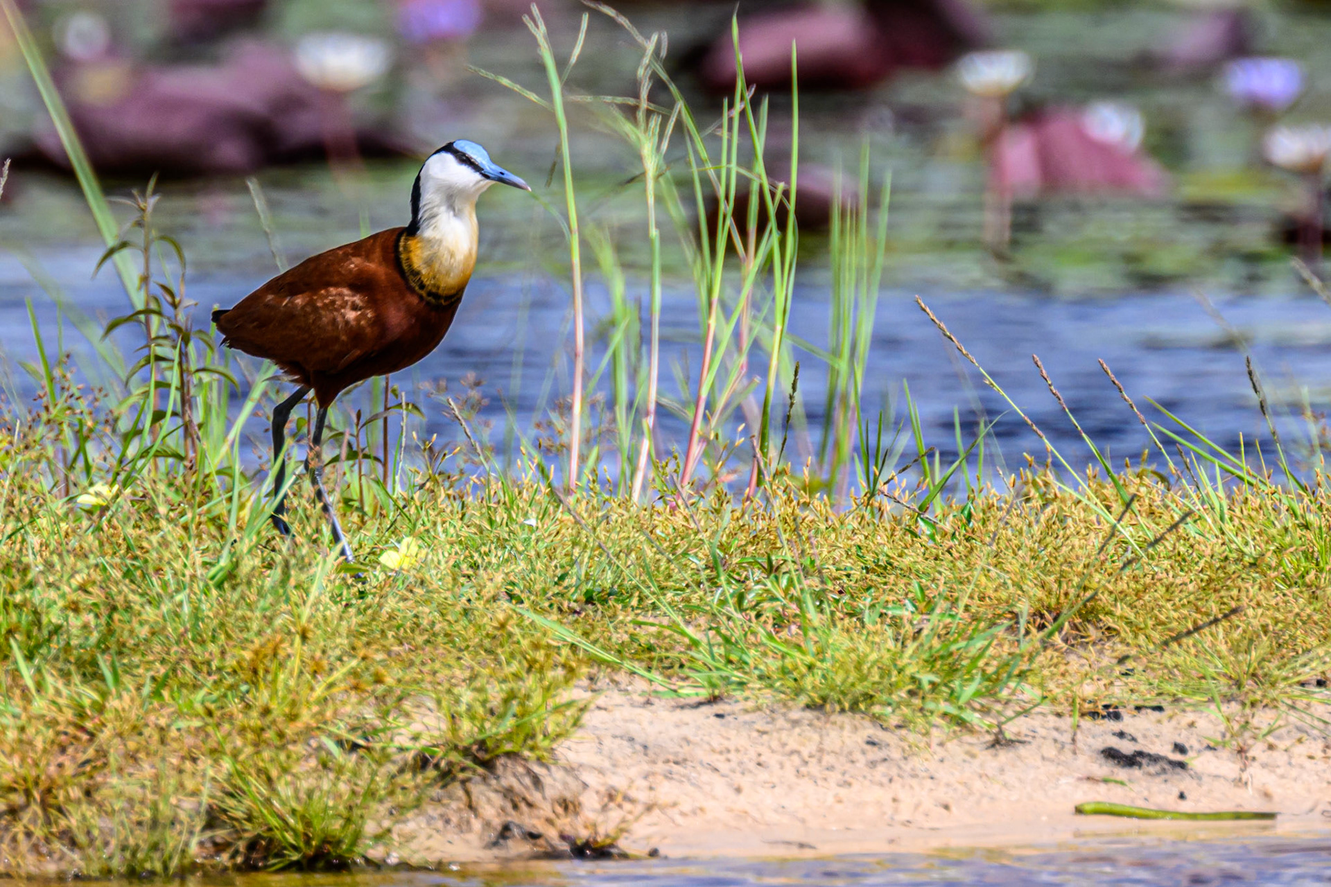 African Jacana