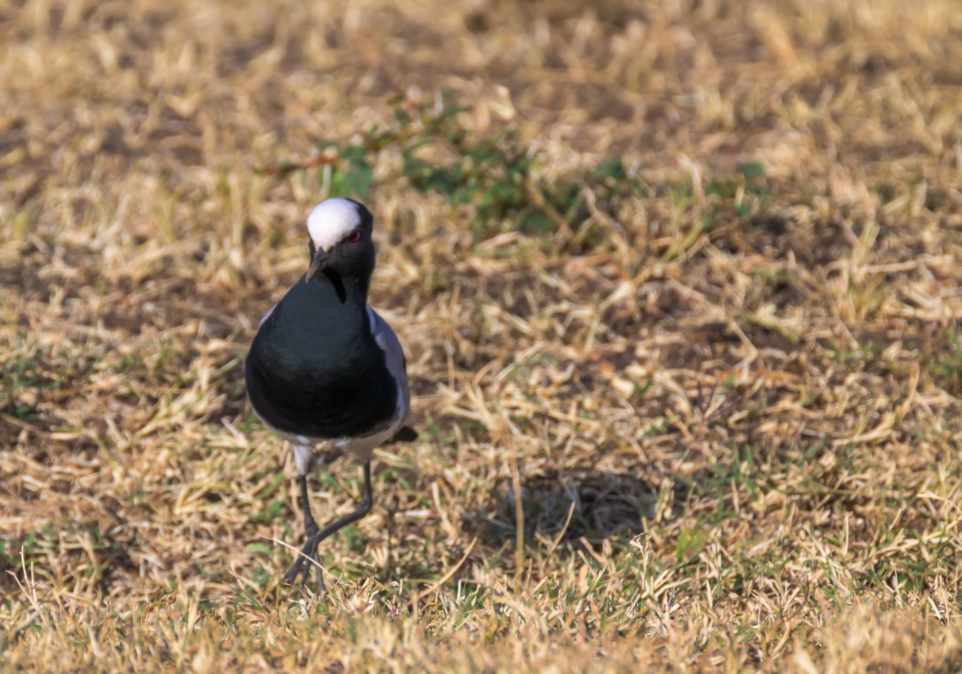 Blacksmith Plover