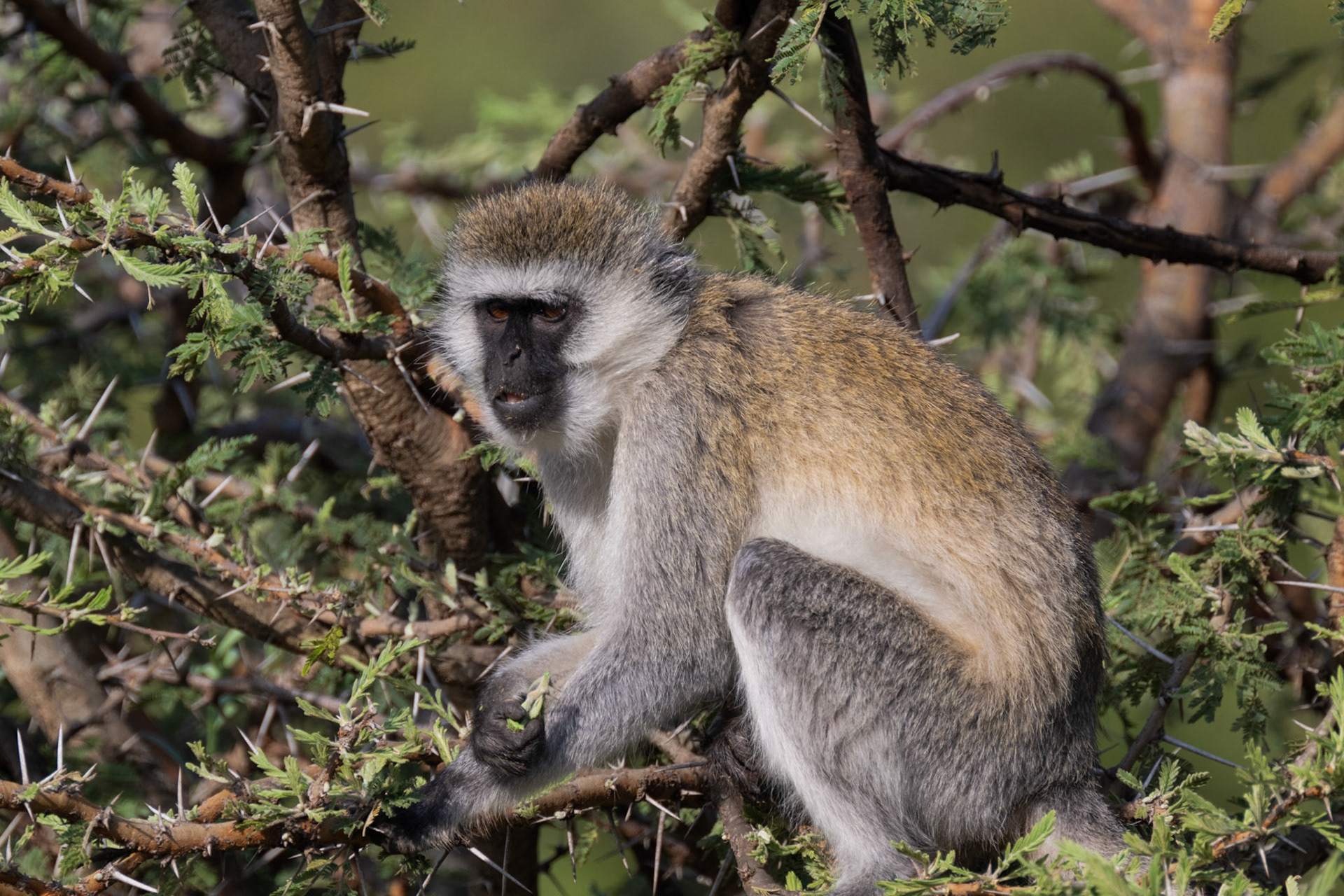 Vervet Monkey