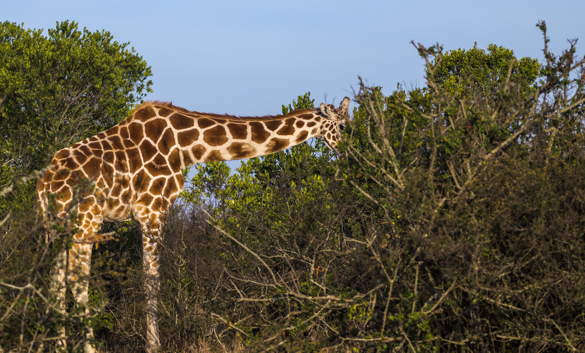 Reticulated Giraffe