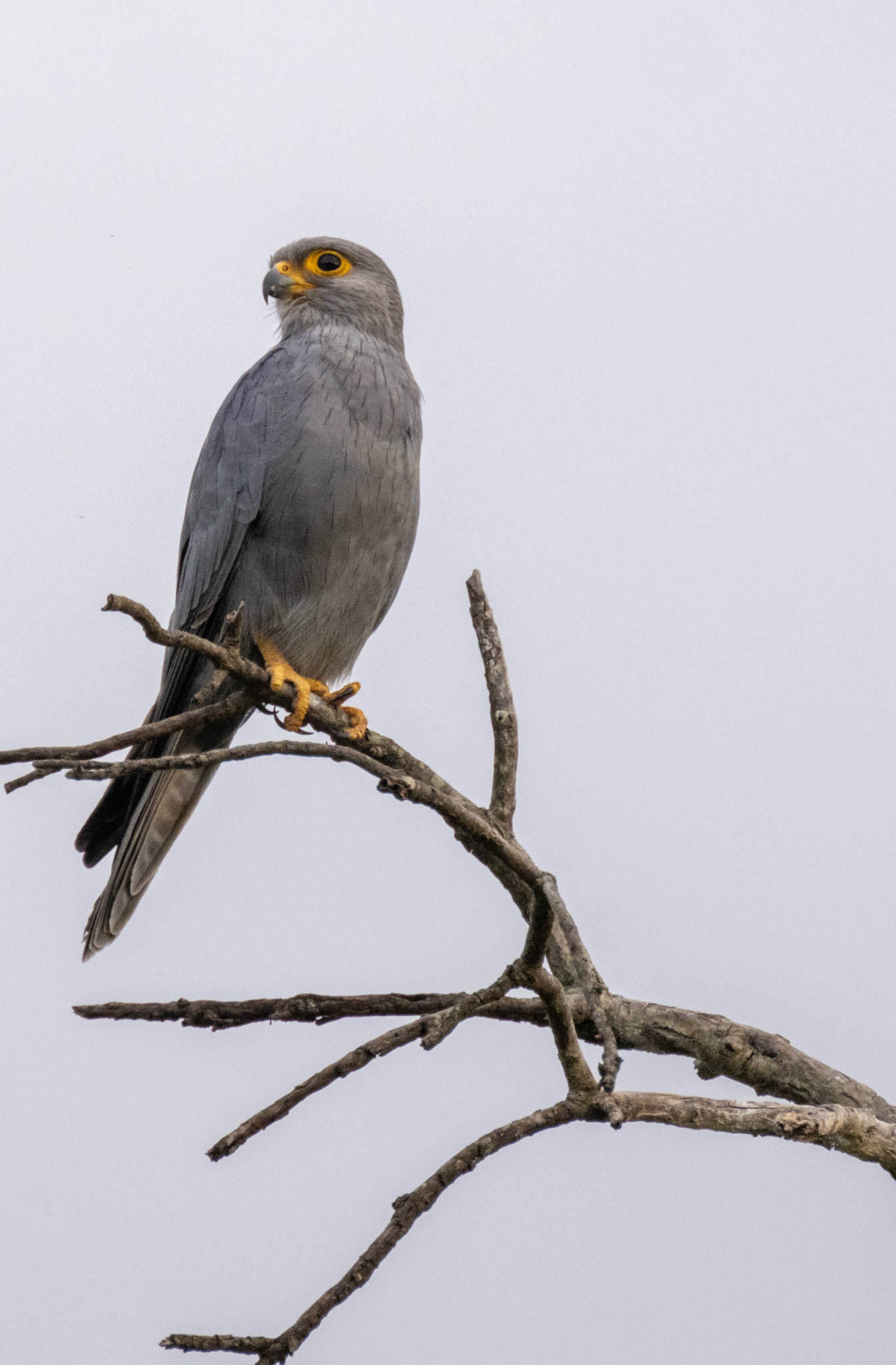 Grey Kestrel