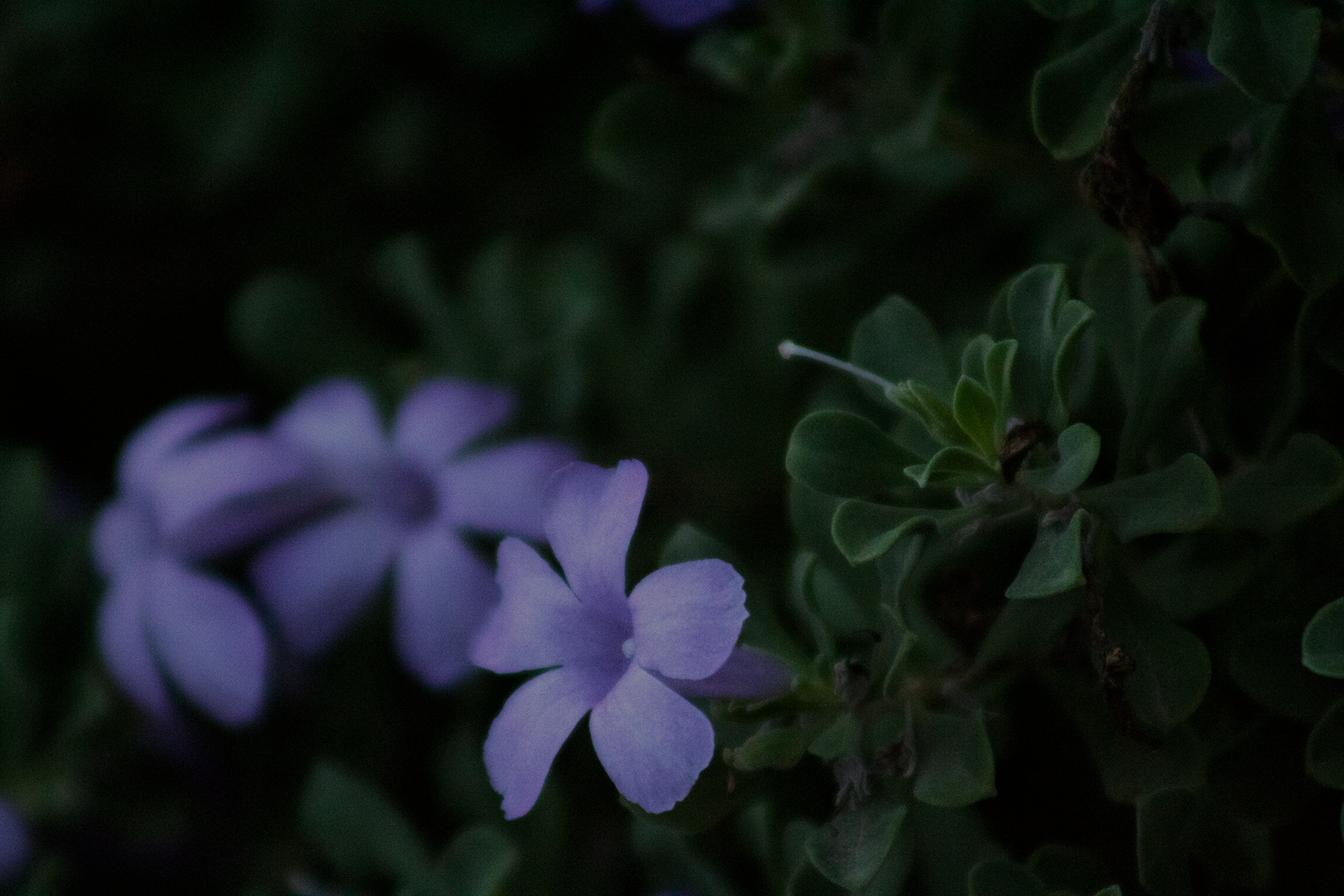 Blurred Floral (2019)