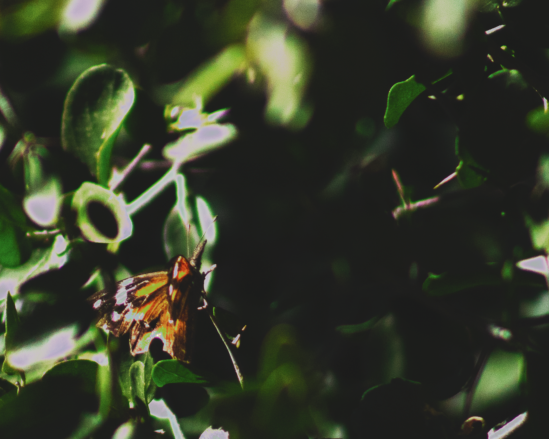 Butterfly photo edit (2018)