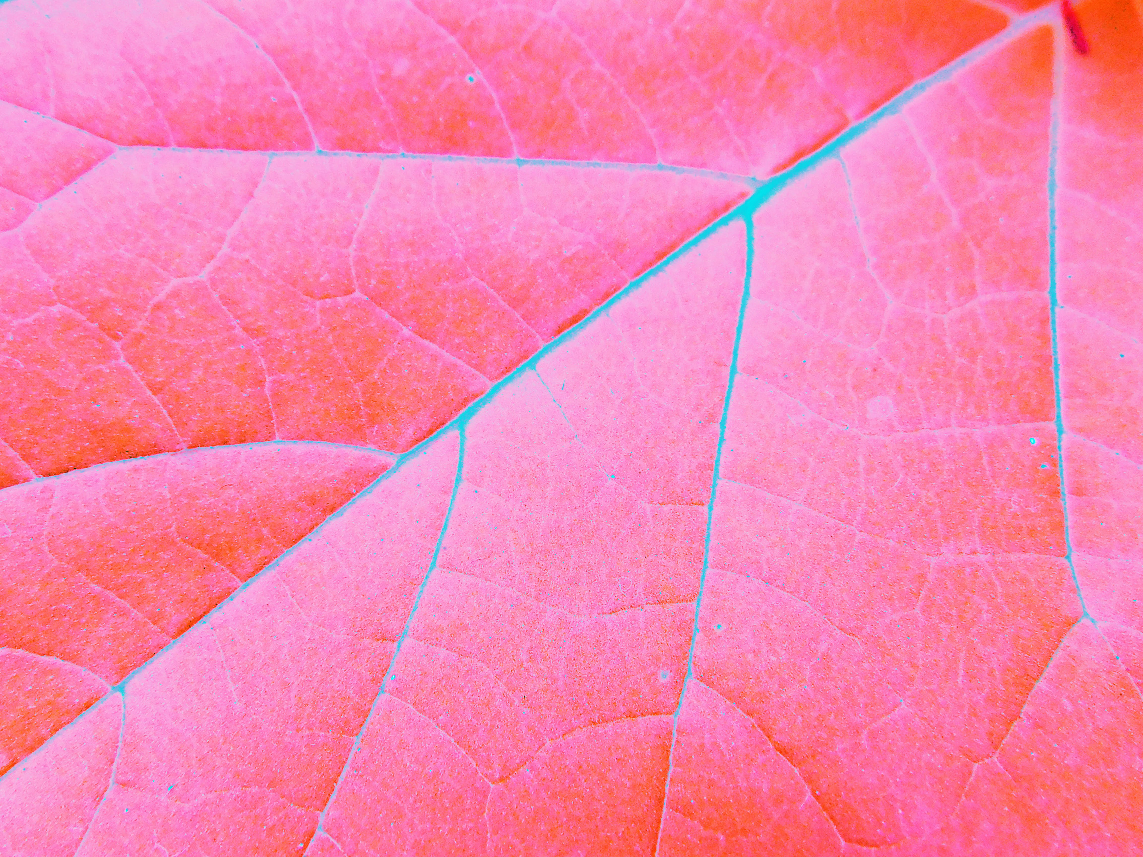 Detailed leaf edit (2019)