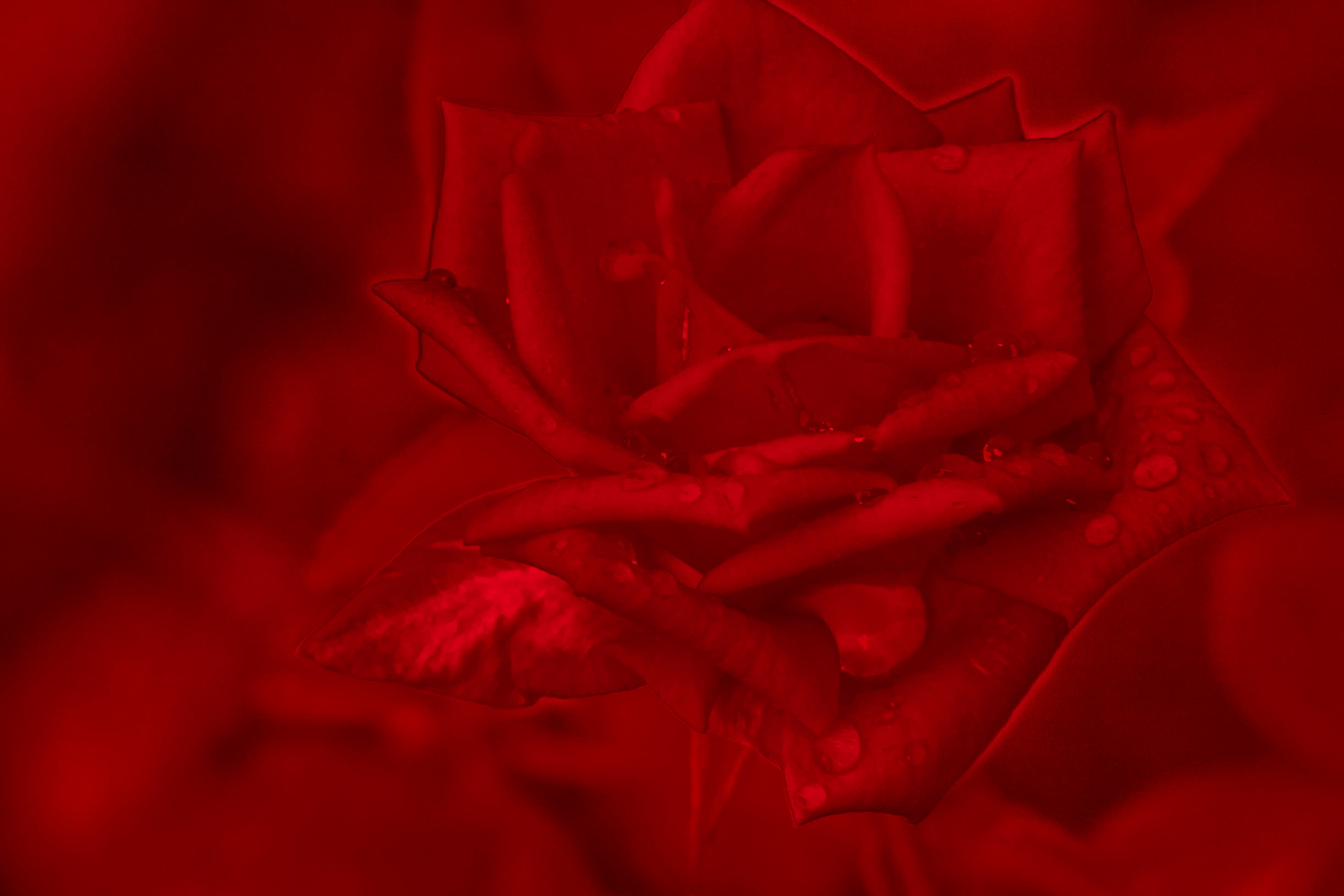 Rose vibrant outline (2018)