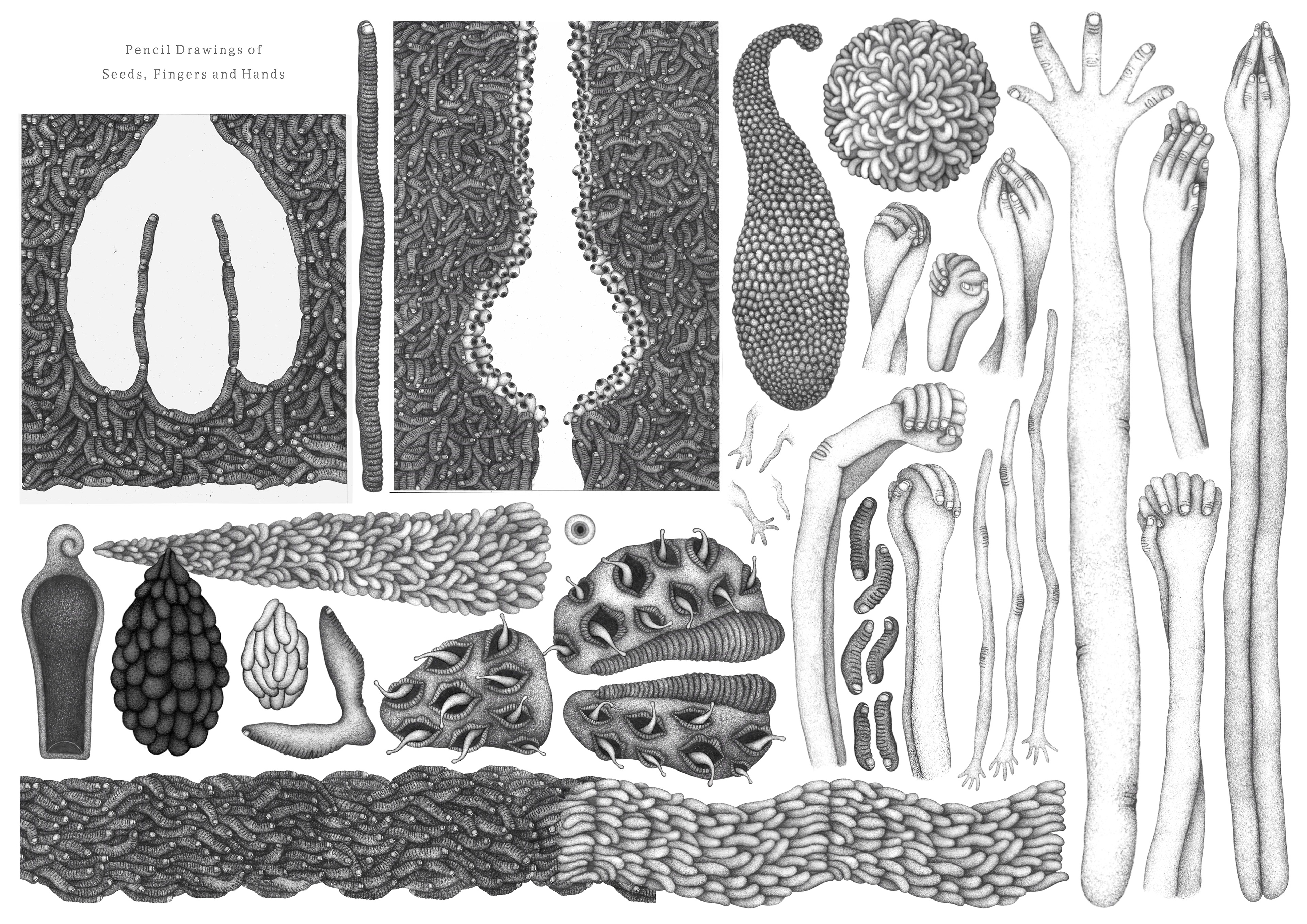 Pencil-Drawn Puppets (Seeds, Fingers, Hands)