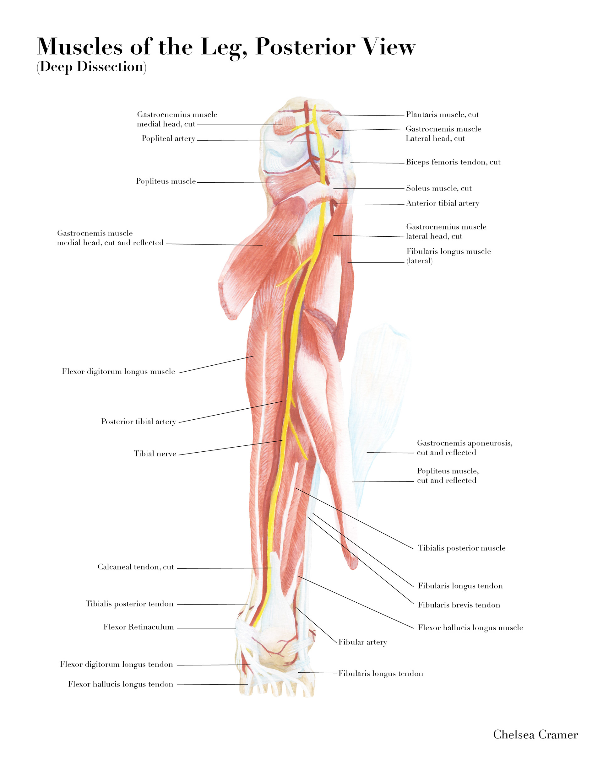 Diagram of the Muscles of the Posterior Leg - Observed and sketched in a cadaver lab, Done in Watercolor and Gouache, Formatted in Adobe InDesign - Fall 2017