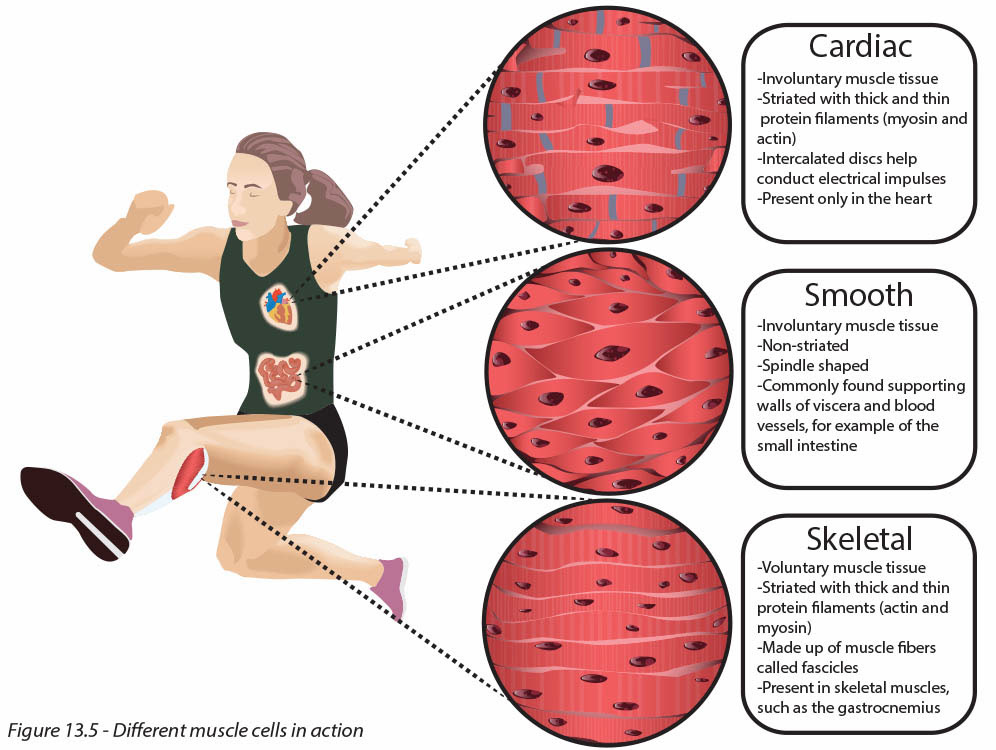 Textbook Diagram for Types of Muscle - Used Adobe Illustrator - Spring 2017