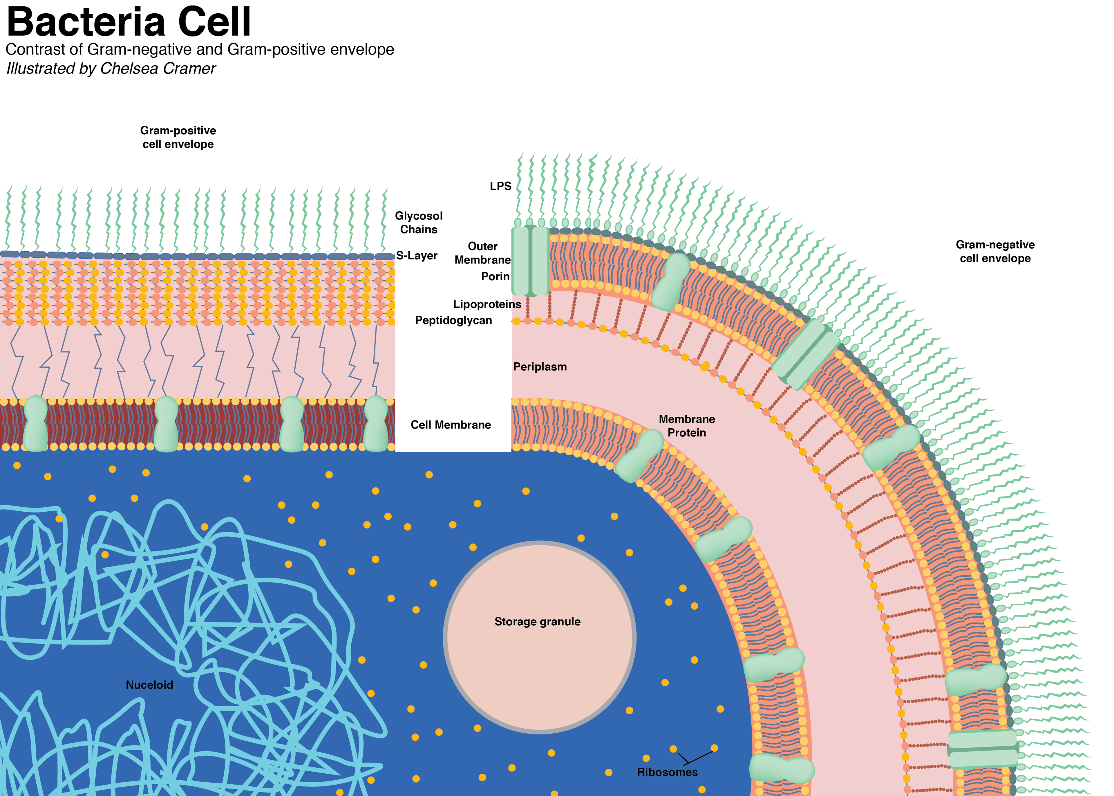 Diagram of Gram Positive and Negative Bacteria Cell Membranes - Used Adobe Illustrator - Spring 2018