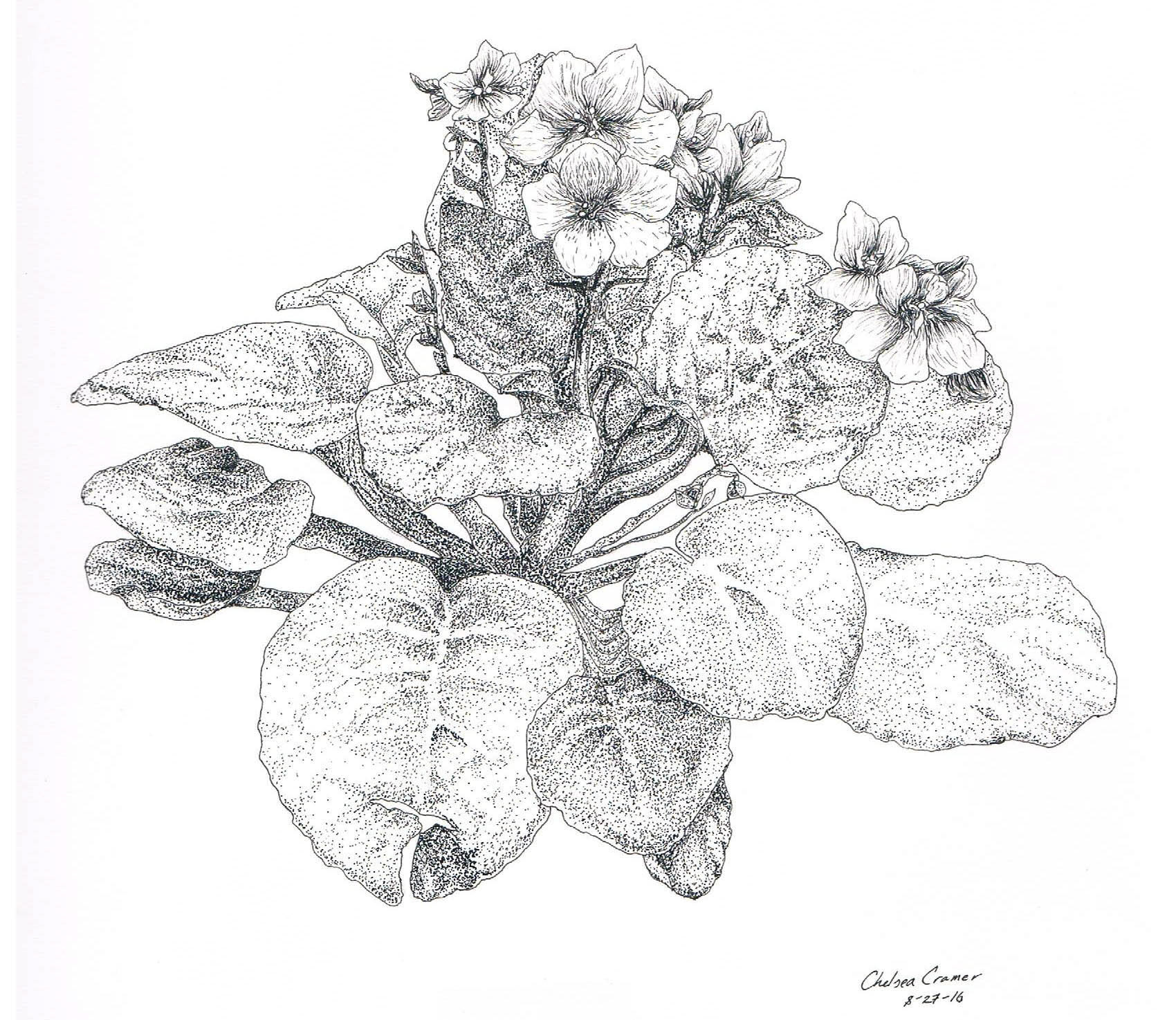 African Violets - Fall 2016 - Pen and Ink