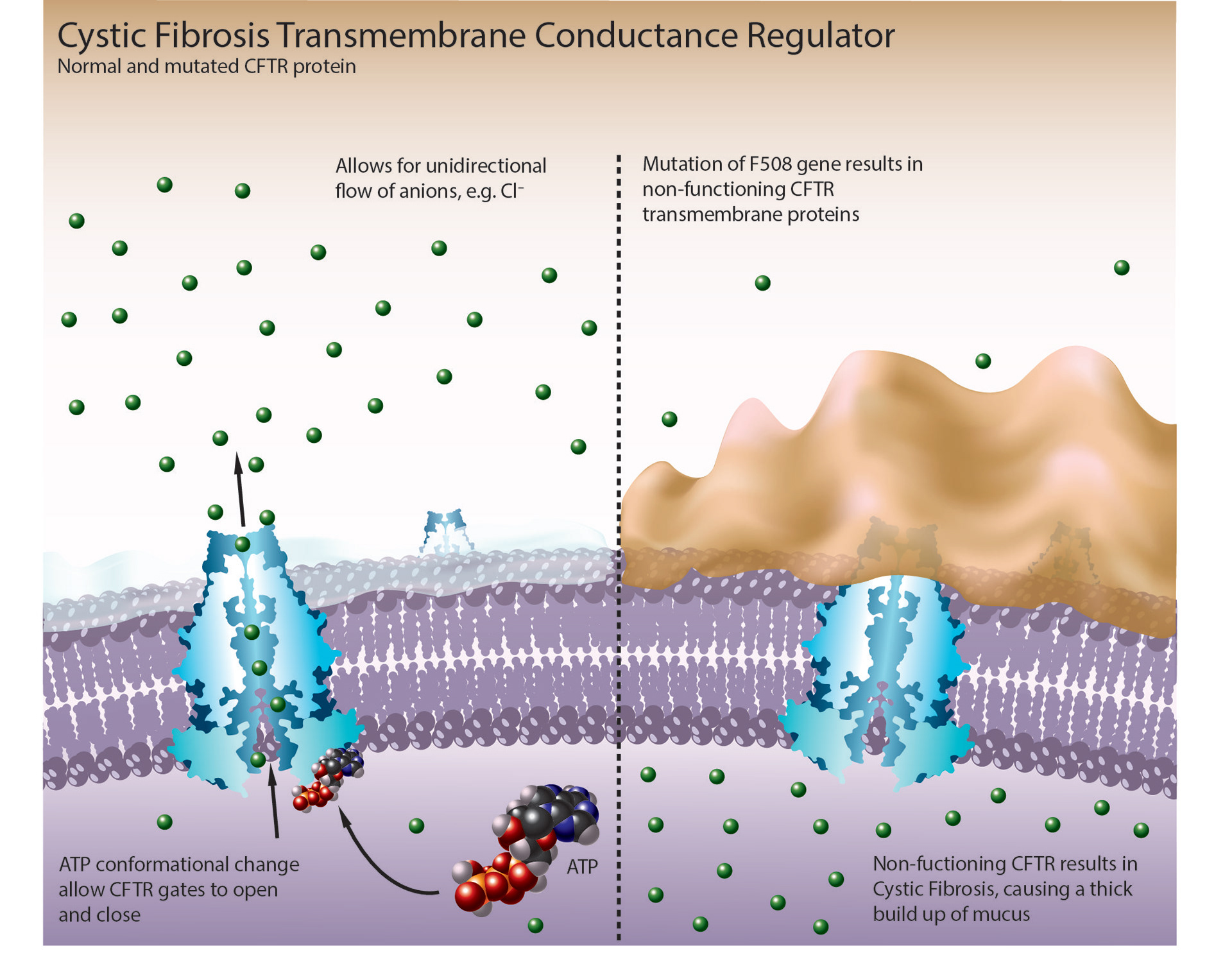 Diagram of Cystic Fibrosis Transmembrane Conductance Regulator - Used Adobe Illustrator and PDB for sources - Spring 2018