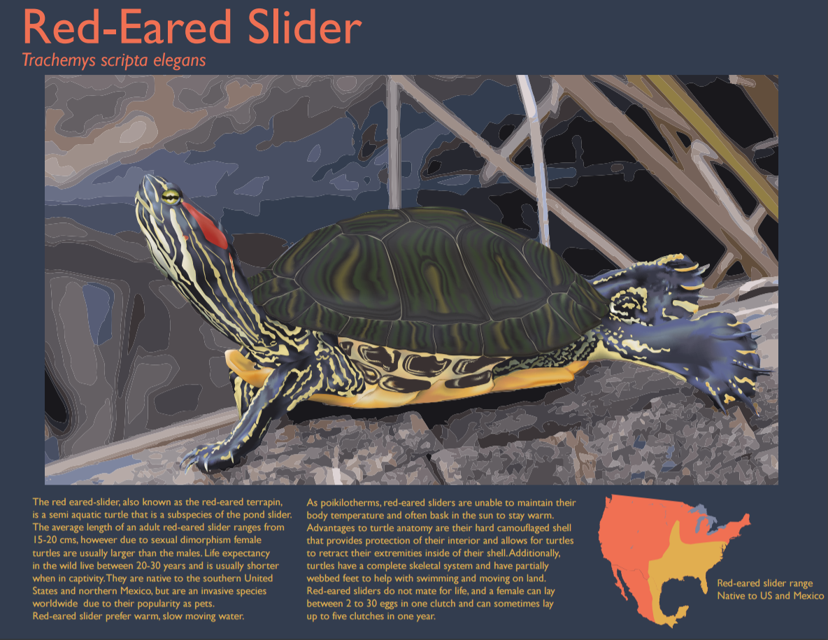 Red Eared Slider Zoo Plate - Spring 2017 - Adobe Illustrator