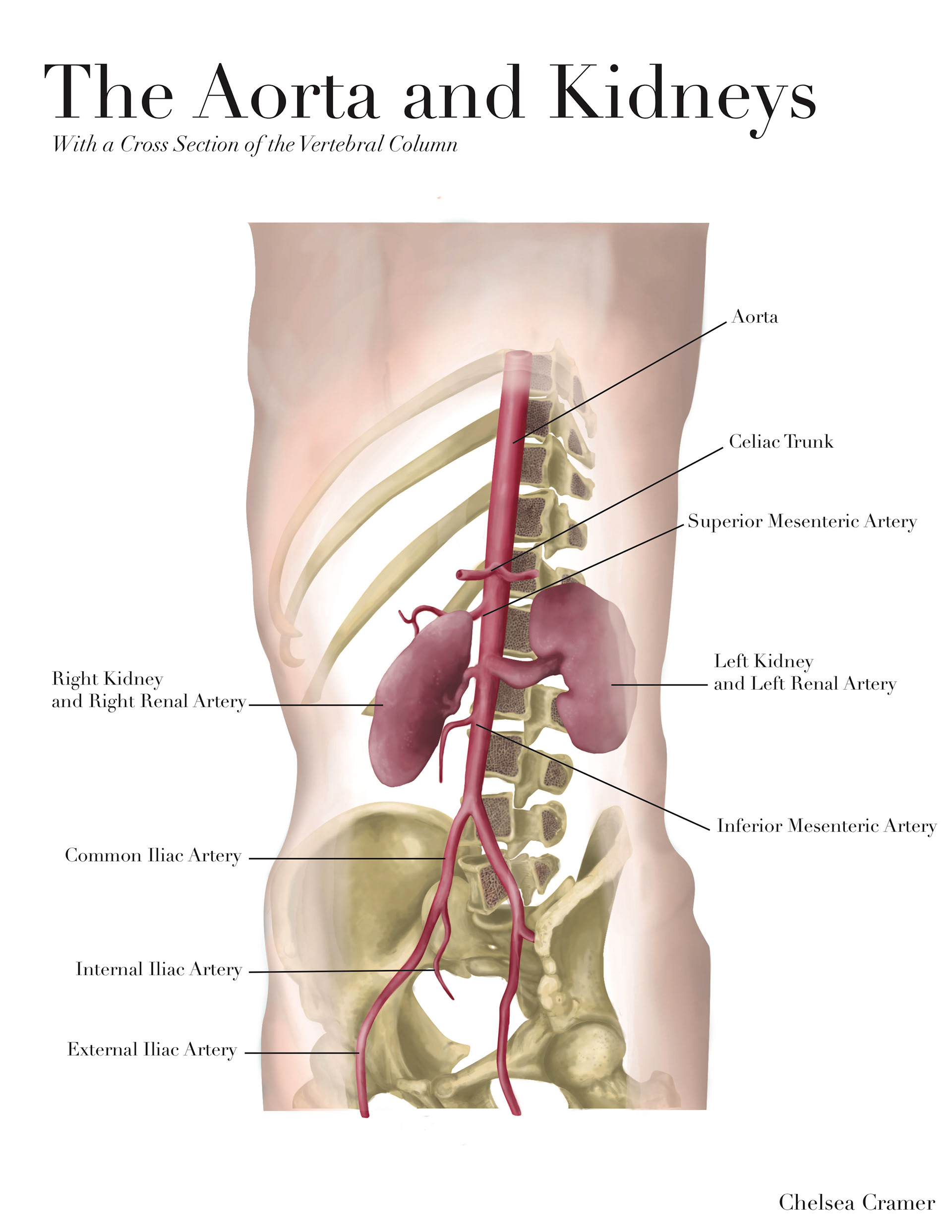 Illustration of the Aorta and Kidneys - Completed in Adobe Photoshop and InDesign, Use of Horos for reference - Spring 2018