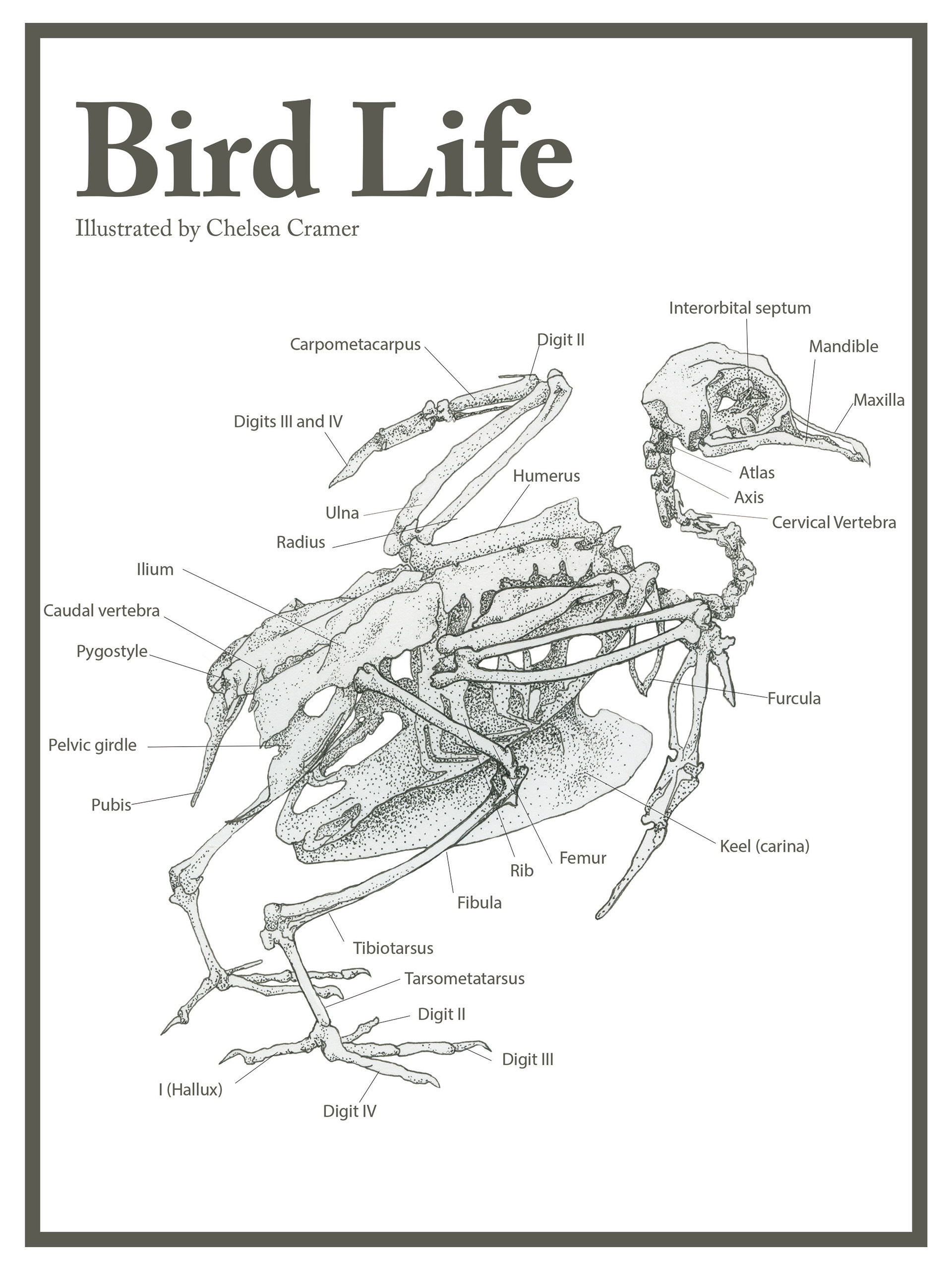 Bird Life title page - Fall 2016 - Pen and Ink