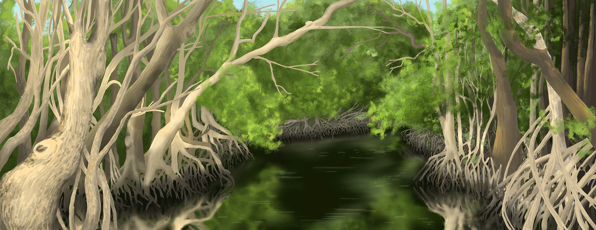Everglades National Park - Spring 2019 - Digital Illustration, 2/3 for the "this land is made for you and me" zine series for my Honors Leadership Trip class 
