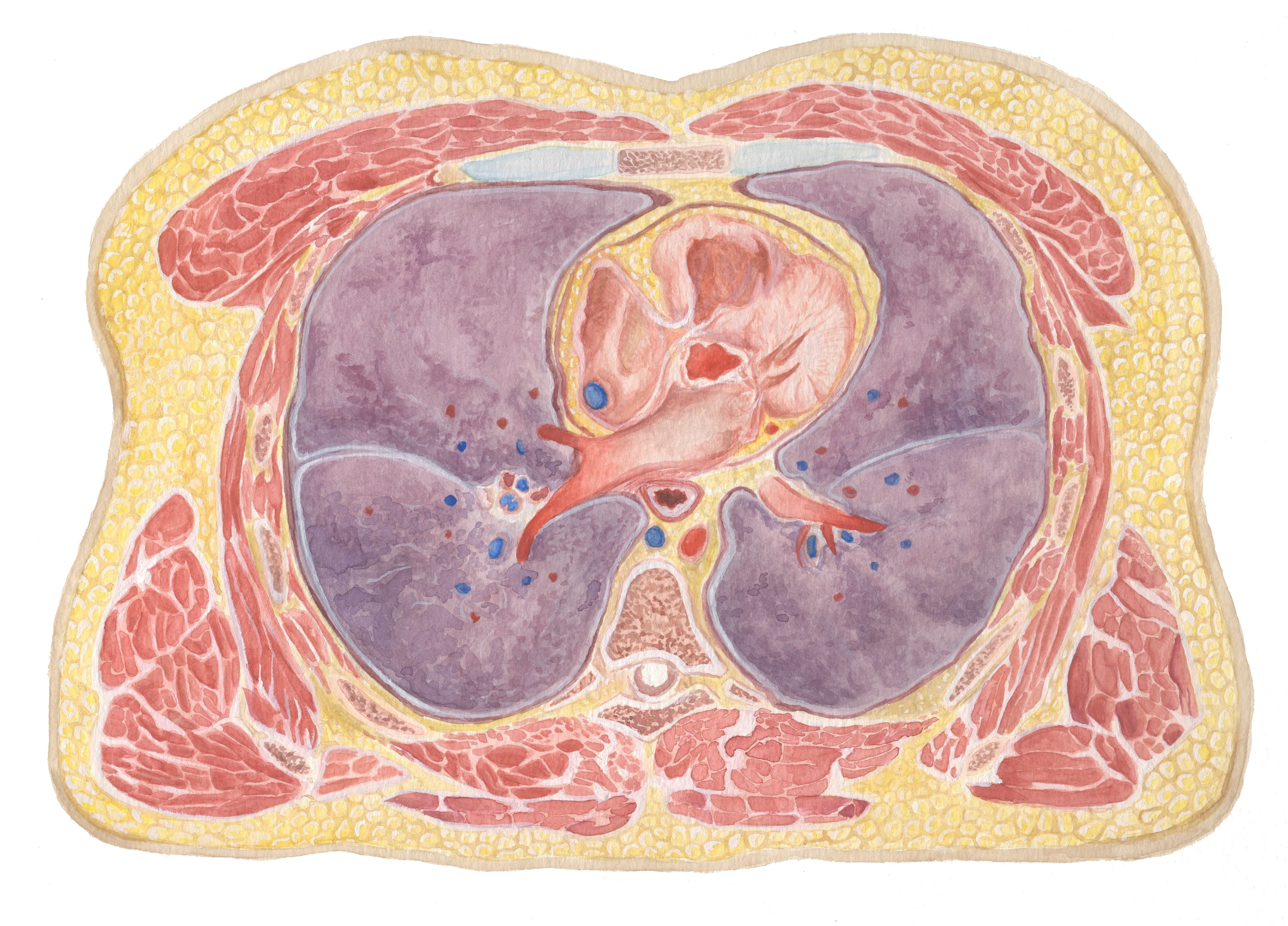 Transverse Section of Abdomen at Thoracic Vertebrae Eight - Completed in Watercolor and Gouache - Fall 2017