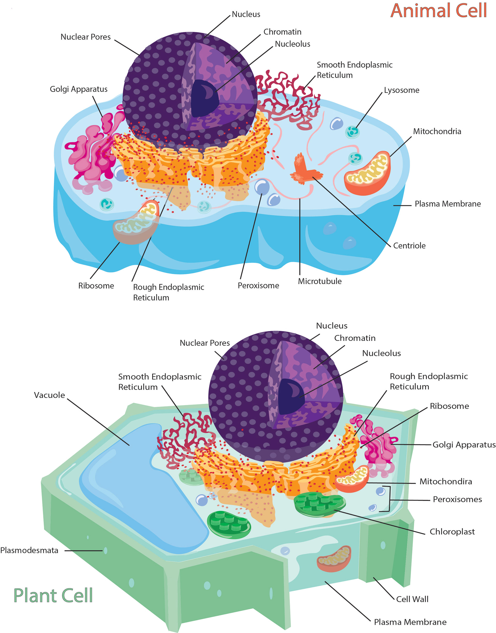 Diagram of Plant and Animal Cells - Used Adobe Illustrator - Spring 2017