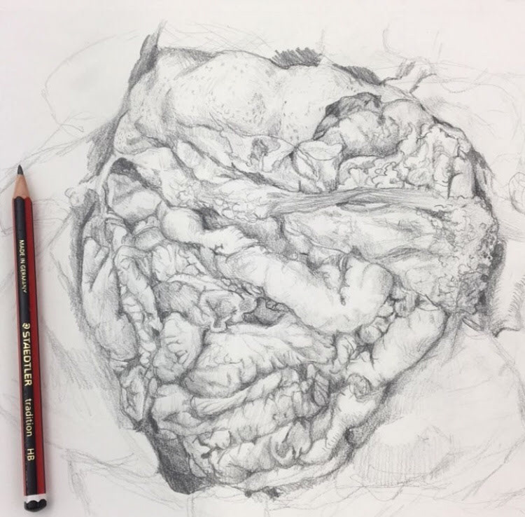 Sketch of Intestines, Stomach, and Liver - Observed in a cadaver lab and sketched in pencil - Fall 2017