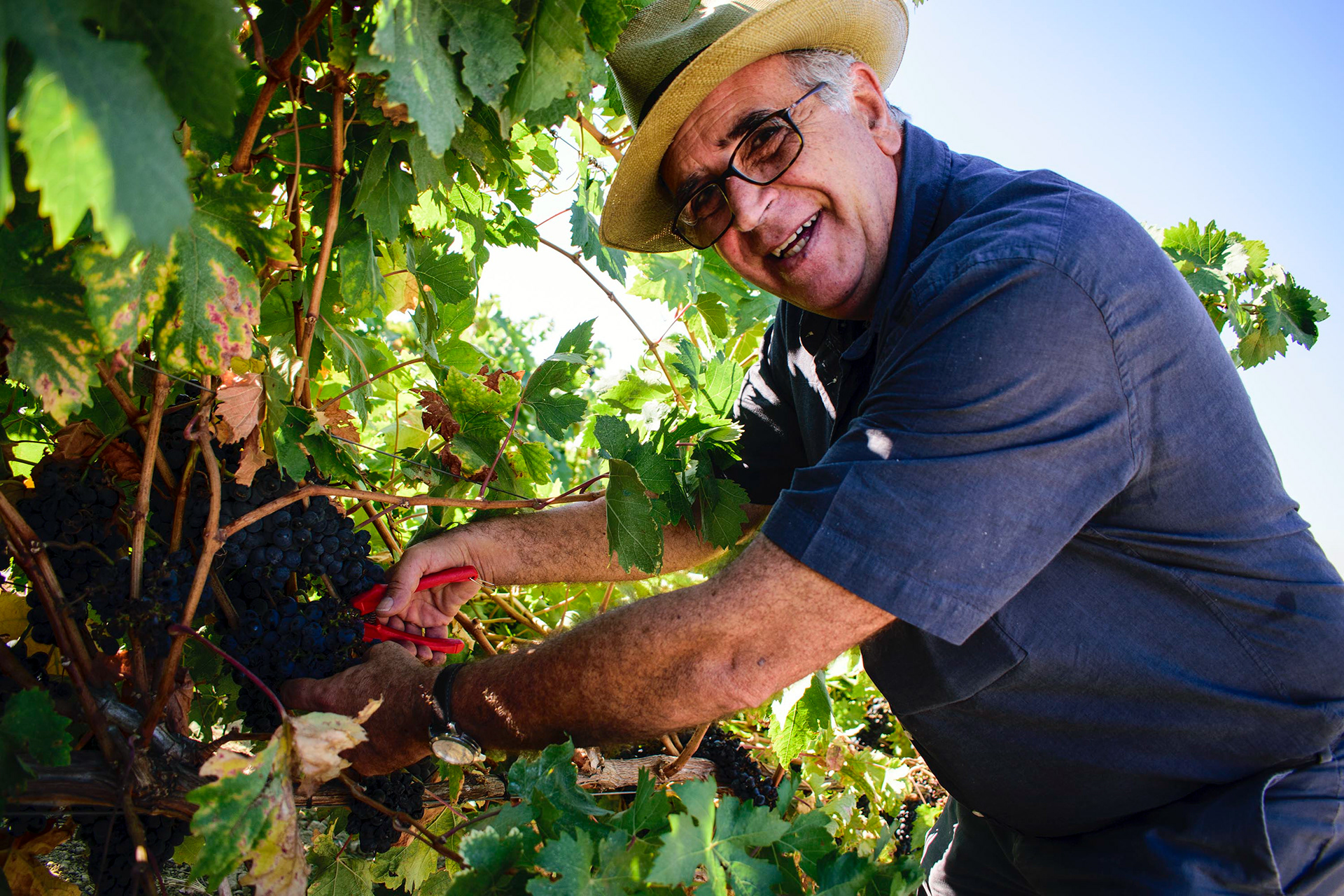 Reportagem nas vinhas de Lisboa. Vereador José Sá Fernandes. Lisboa. 04.Out.2018