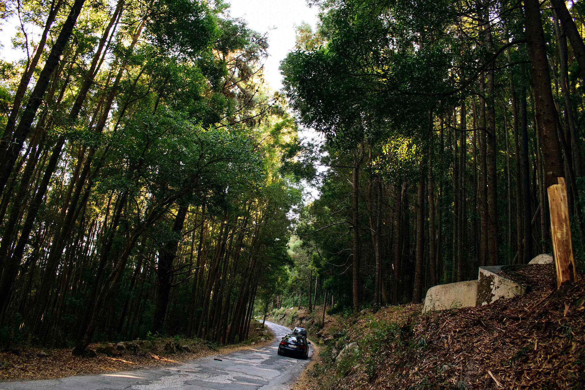 Área florestal gerida pela Parques de Sintra. Tapada de Monserrate. Zona de espécies invasoras não intervencionada. Sintra. 02.Out.2018