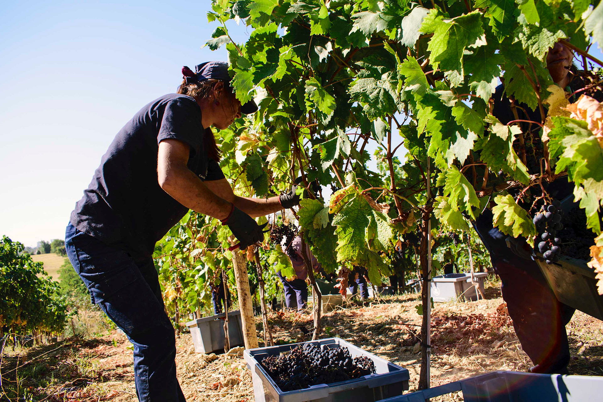 Reportagem nas vinhas de Lisboa. 04.Out.2018