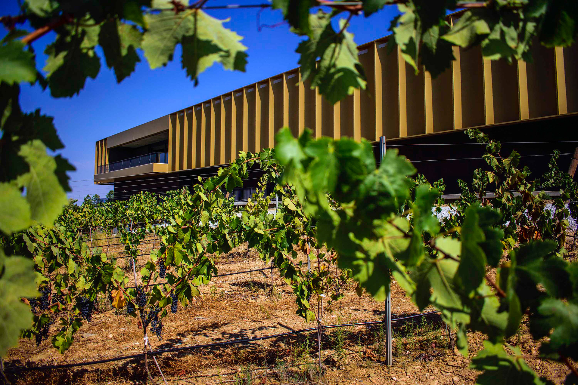 Adega 23. Sarnadas de Rodão.  14.Set.2018