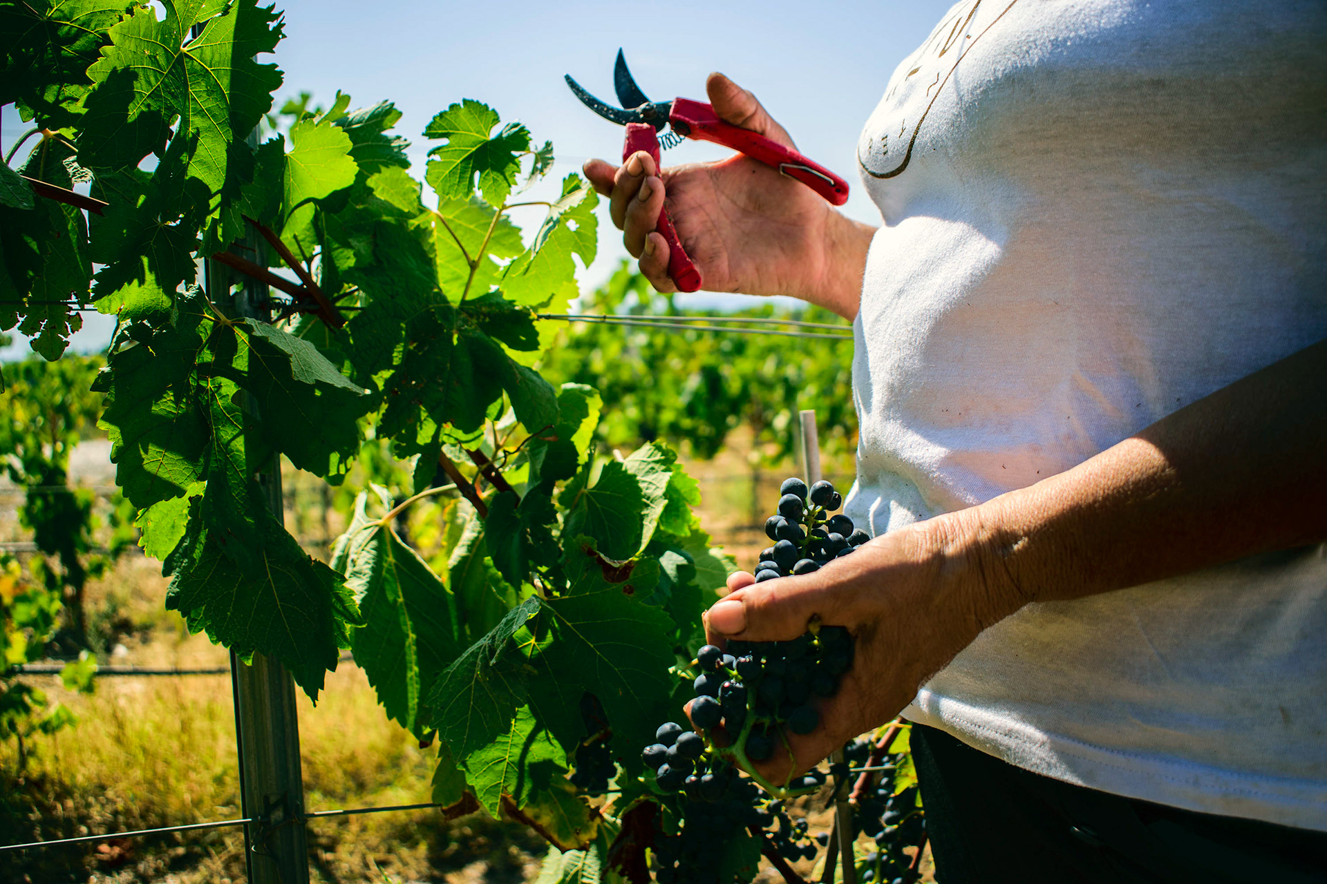 Adega 23. Sarnadas de Rodão.  14.Set.2018