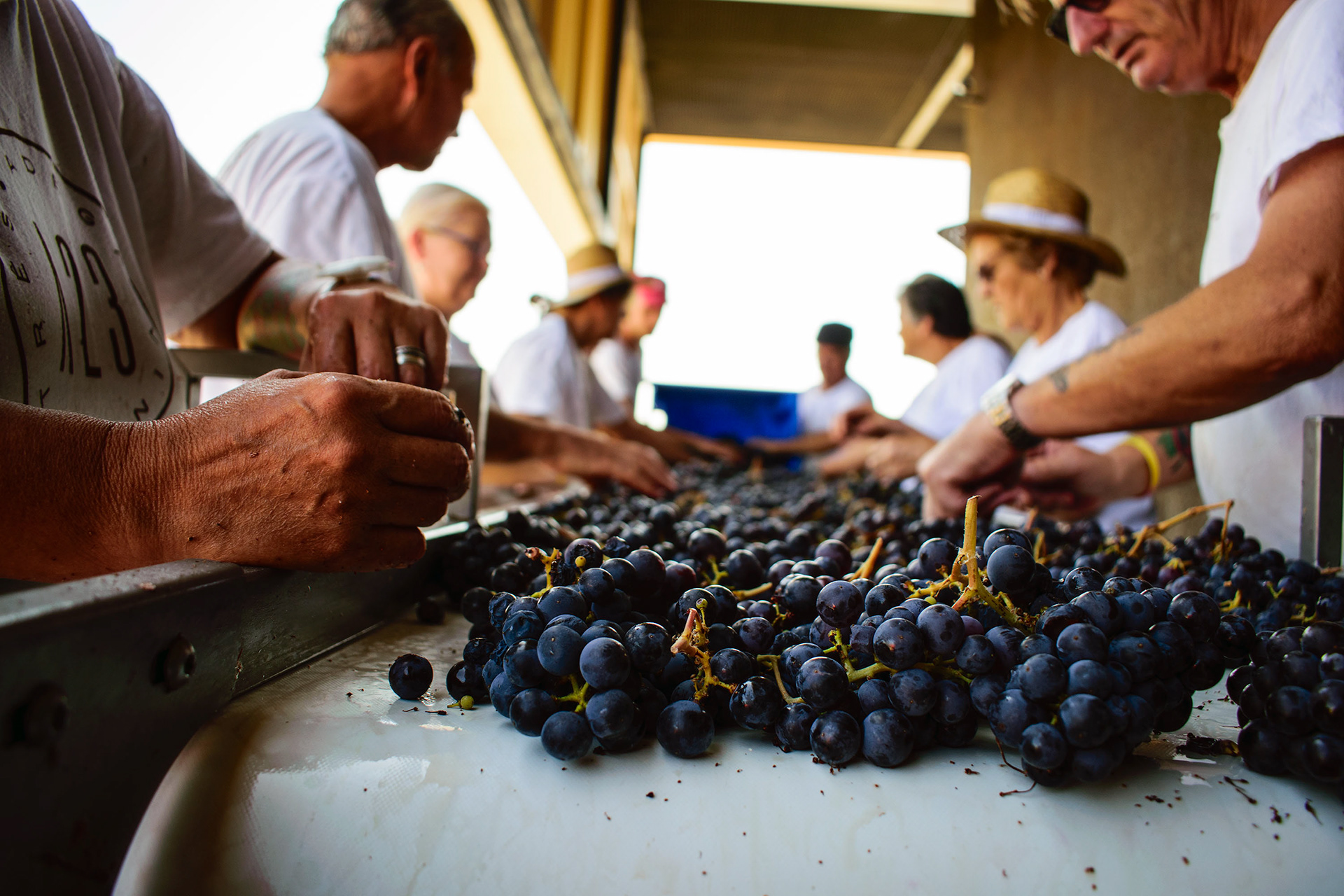 Adega 23. Sarnadas de Rodão.  14.Set.2018