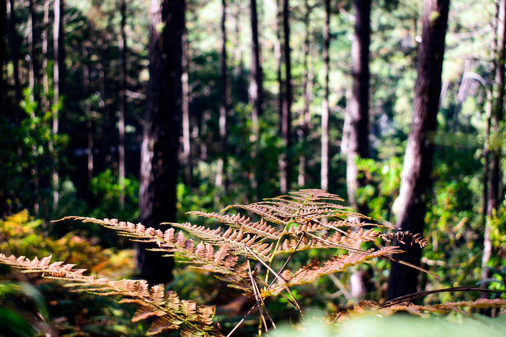 Área florestal gerida pela Parques de Sintra. Tapada de Monserrate. Zona em processo de intervenção. Sintra. 02.Out.2018