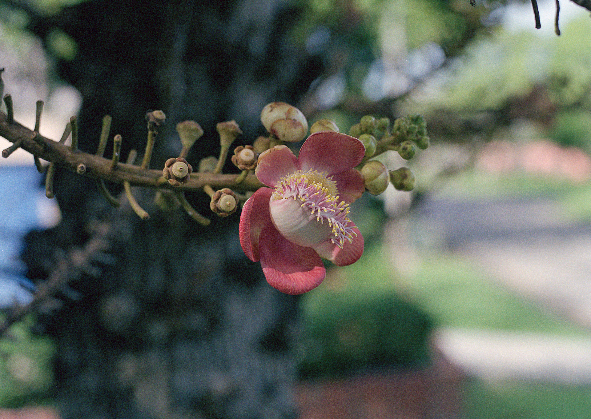 Cannonball Tree Blossom, Bangkok, Thailand, 2022