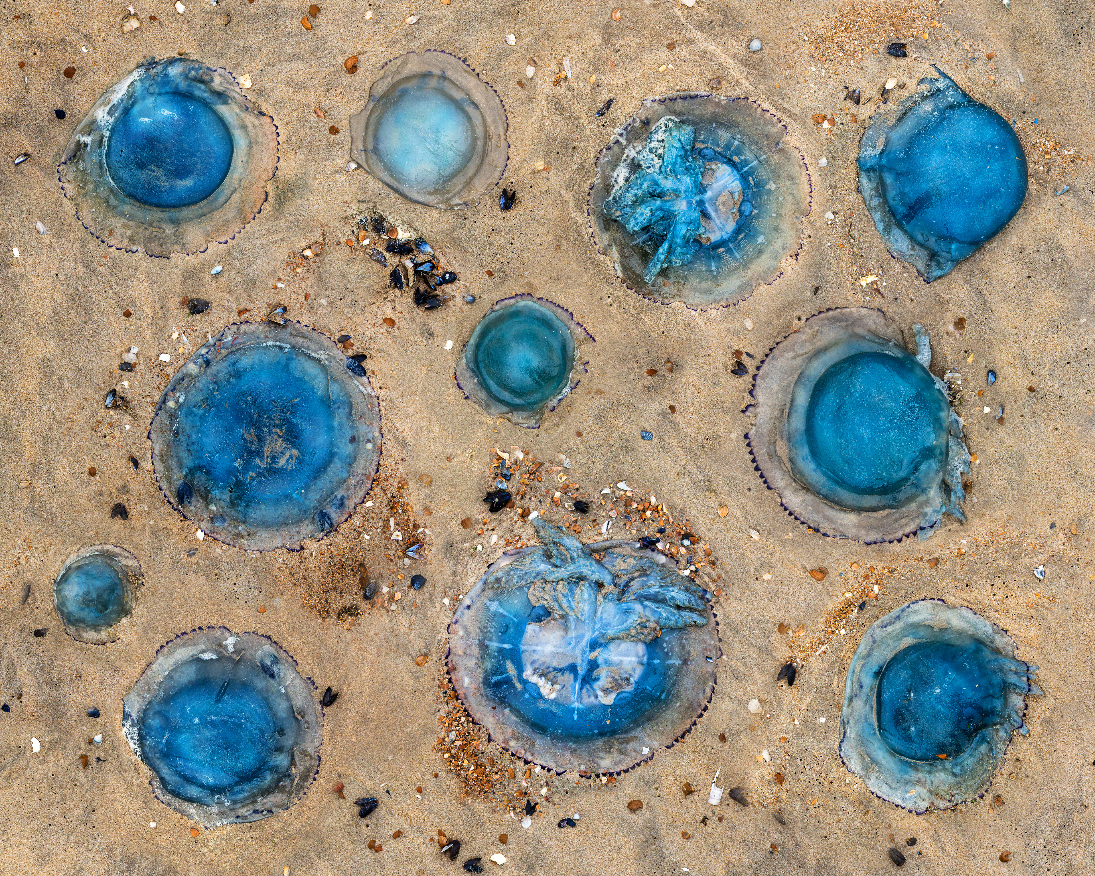 Blue Halos, Special Edition, 50x40cm