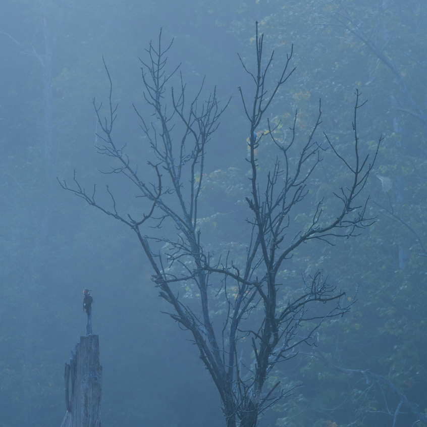 The Woodpeckers - Quebec 