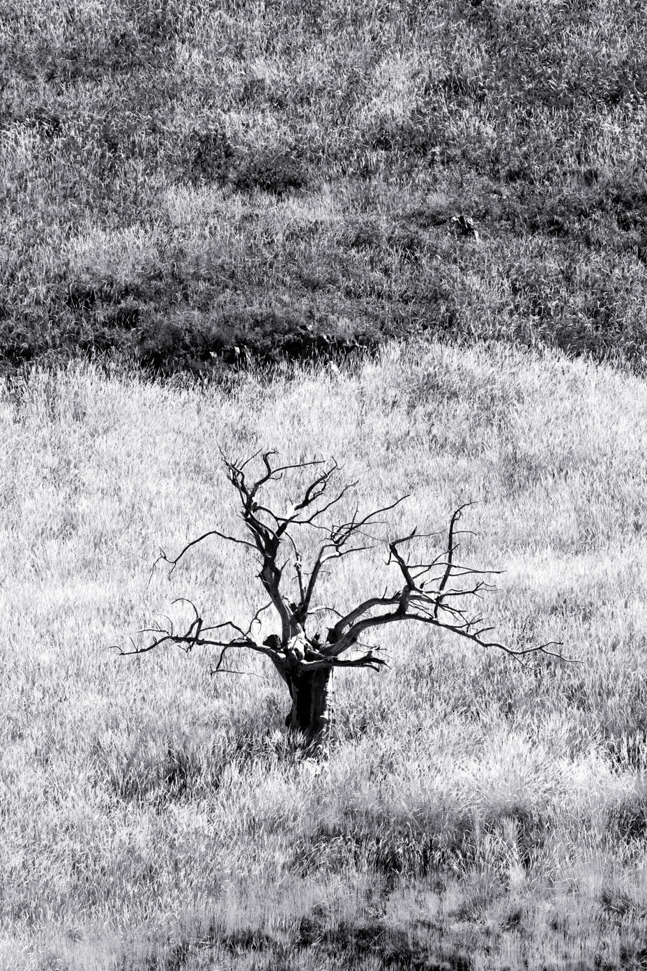 The Loner - Cantabria