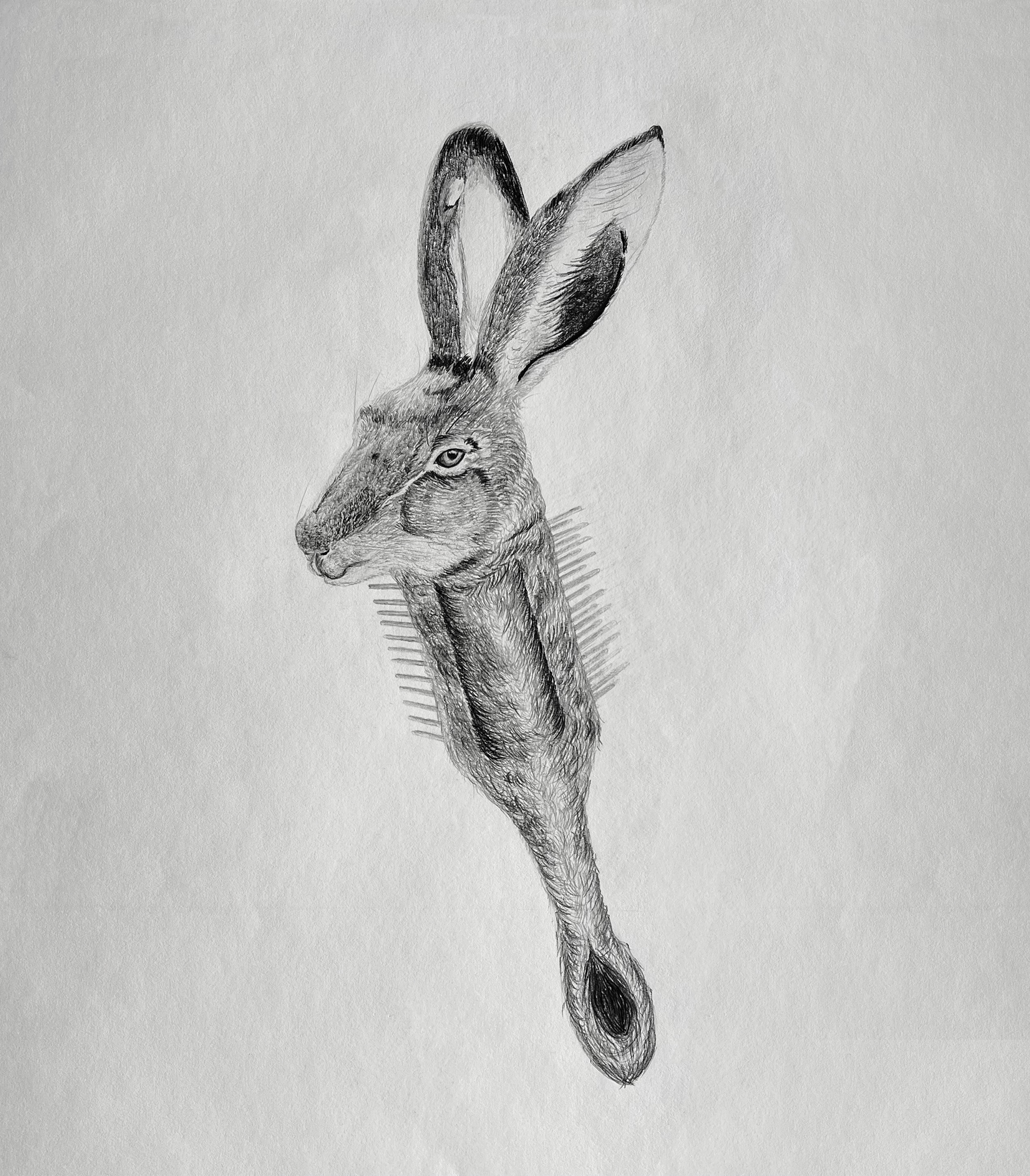 Harebrush, 18"x20", Graphite on Paper