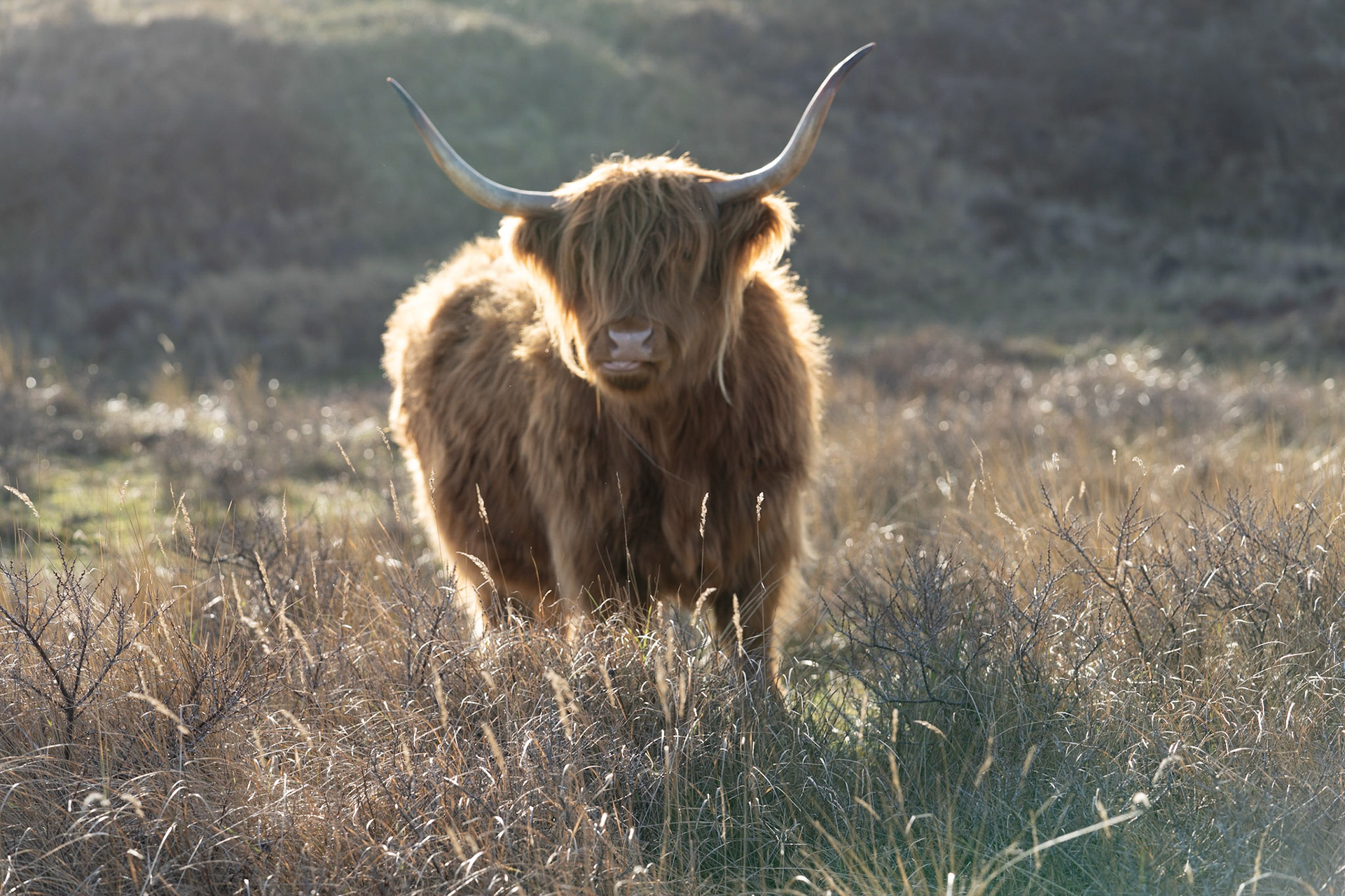 Highland cattle