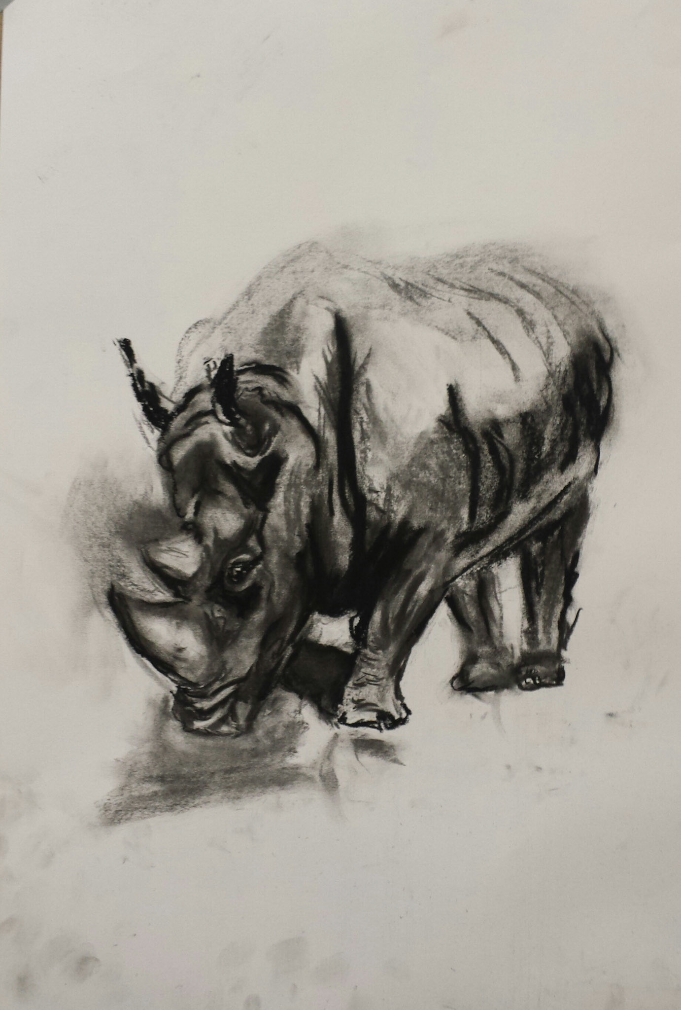 Drawing; Rhino
