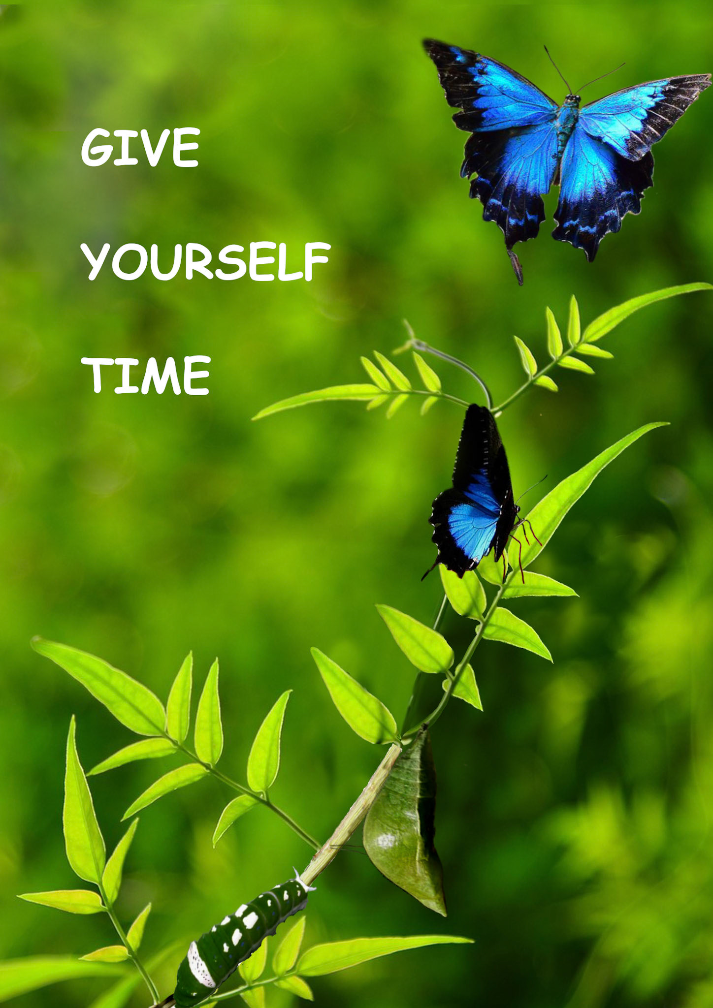 Caterpilla to butterfly