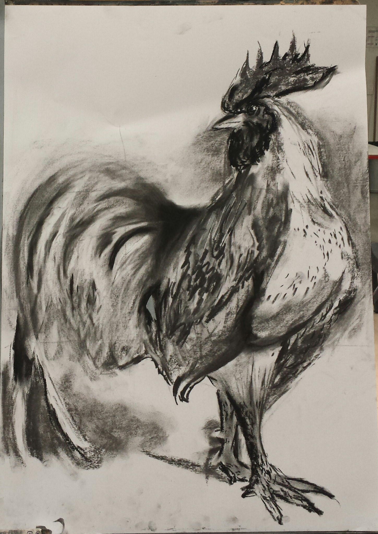 Drawing, Rooster
