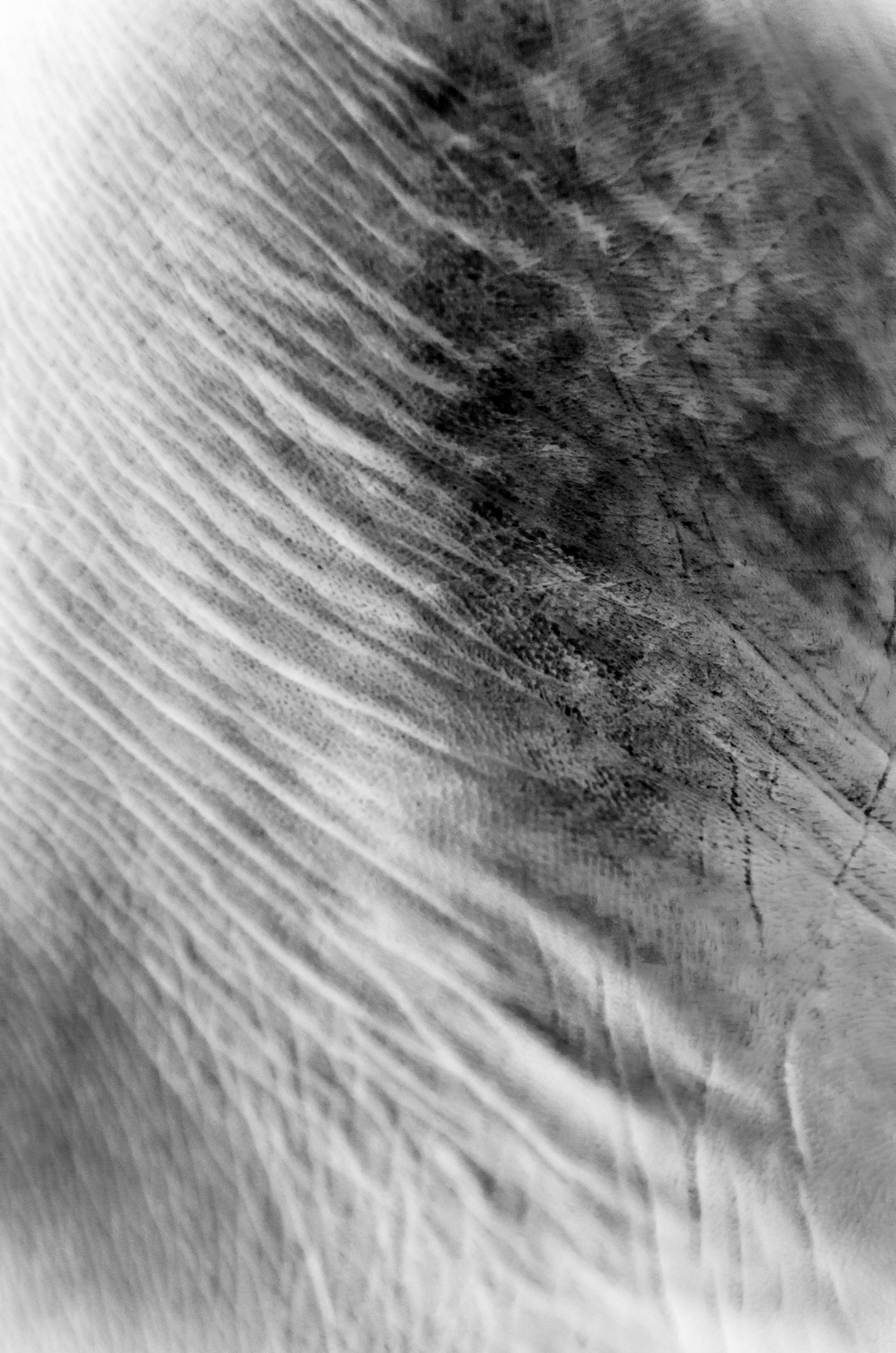 Memories of The Flesh, 2018 (Detail)
