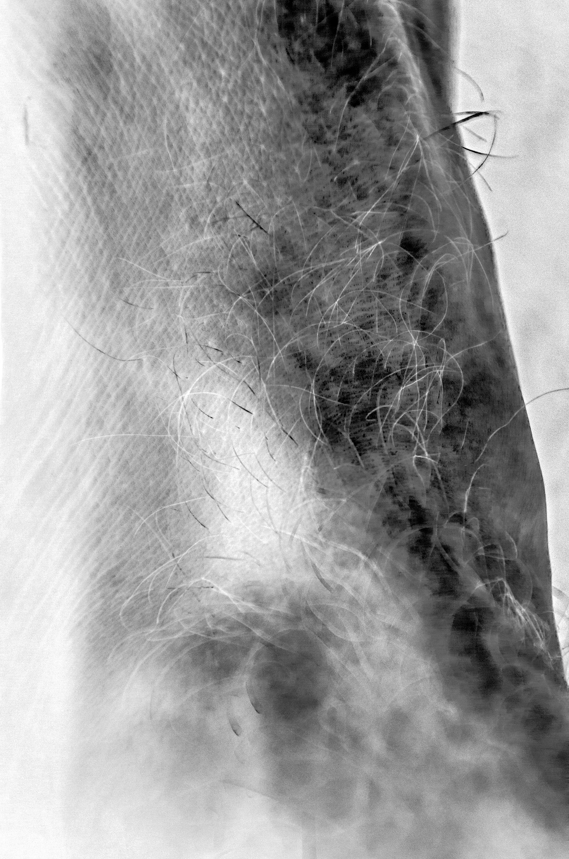 Memories of The Flesh, 2018 (Detail)