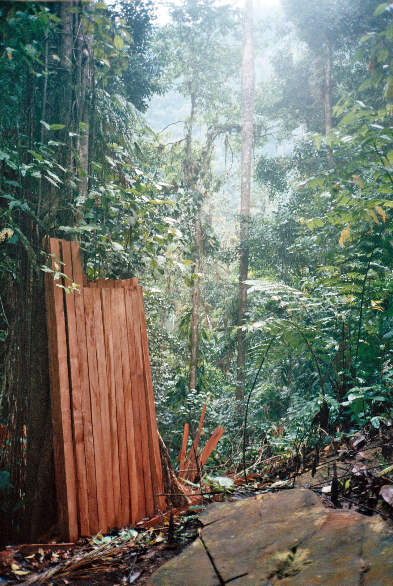 (Dé)forestation