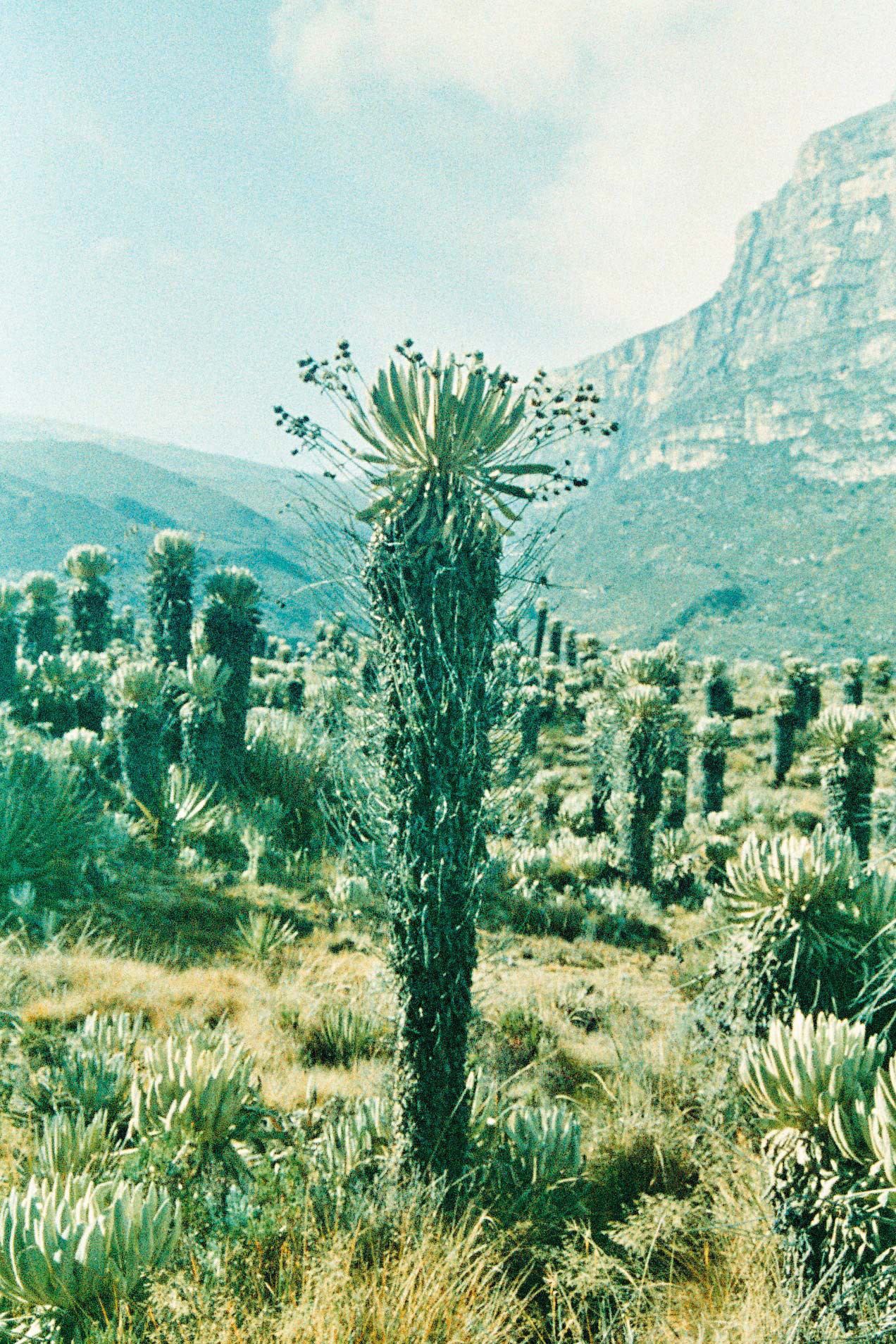 Frailejón