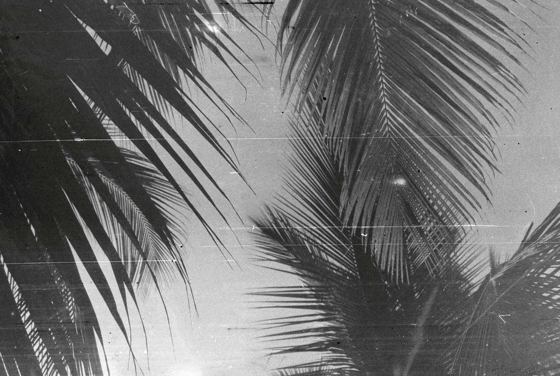 Palmeras