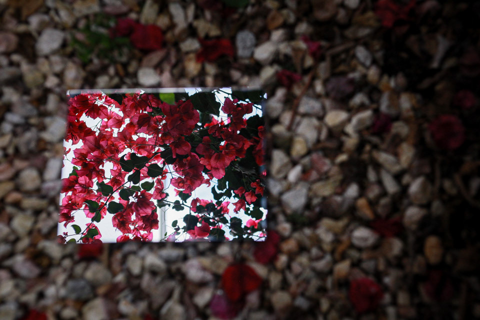 Candice Collins "Flowers in the rocks"