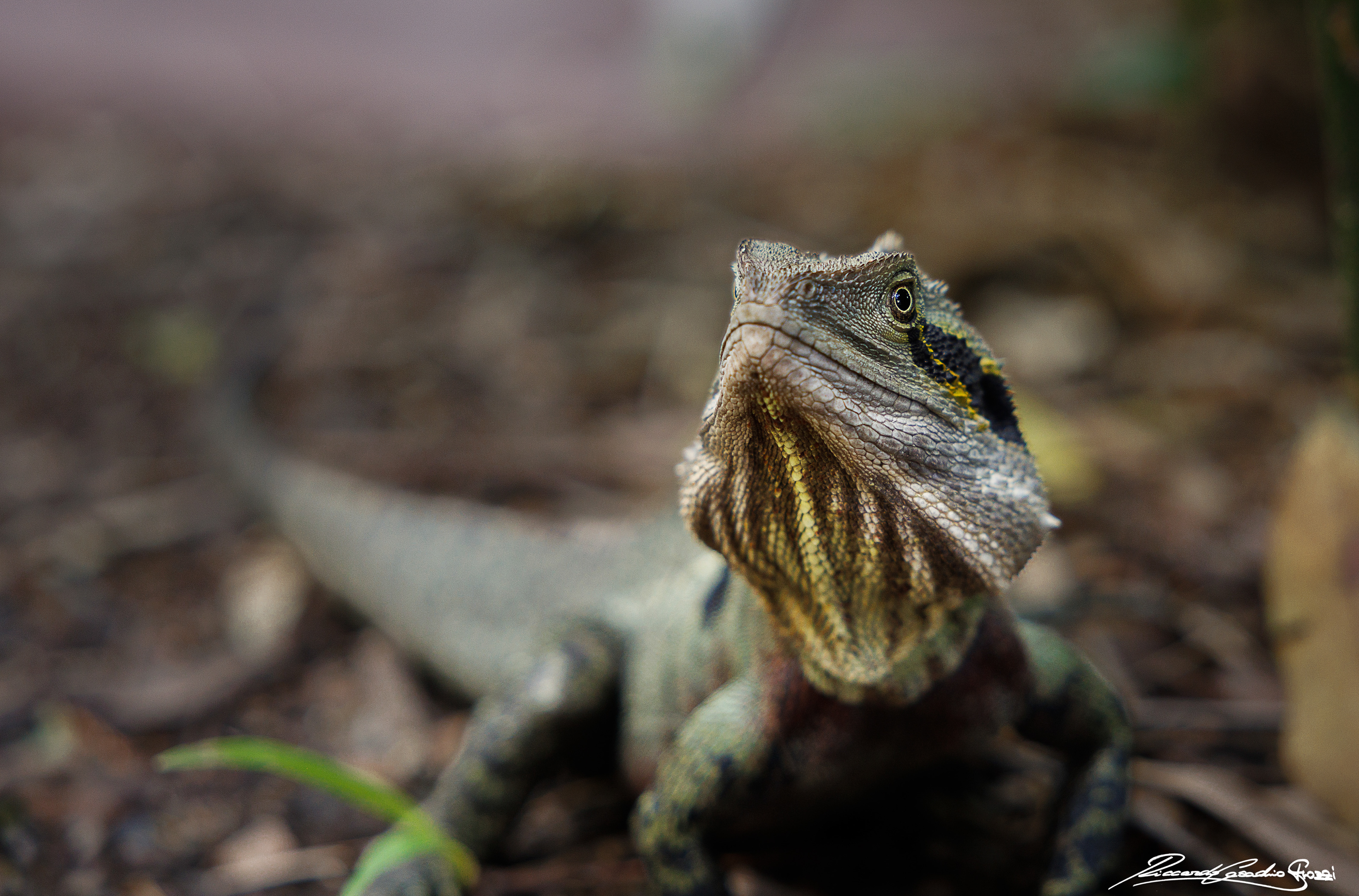 N° 19 - Australian Water Dragon, Australia
