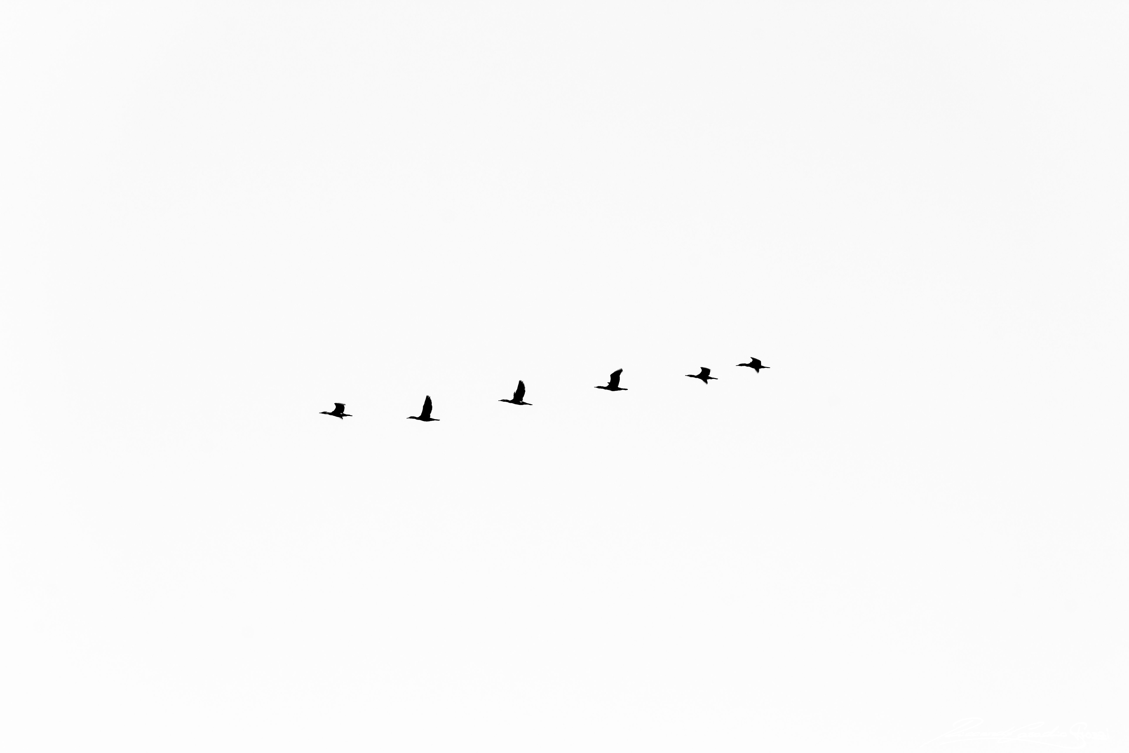 N° 3 - Porto Garibaldi, Italy