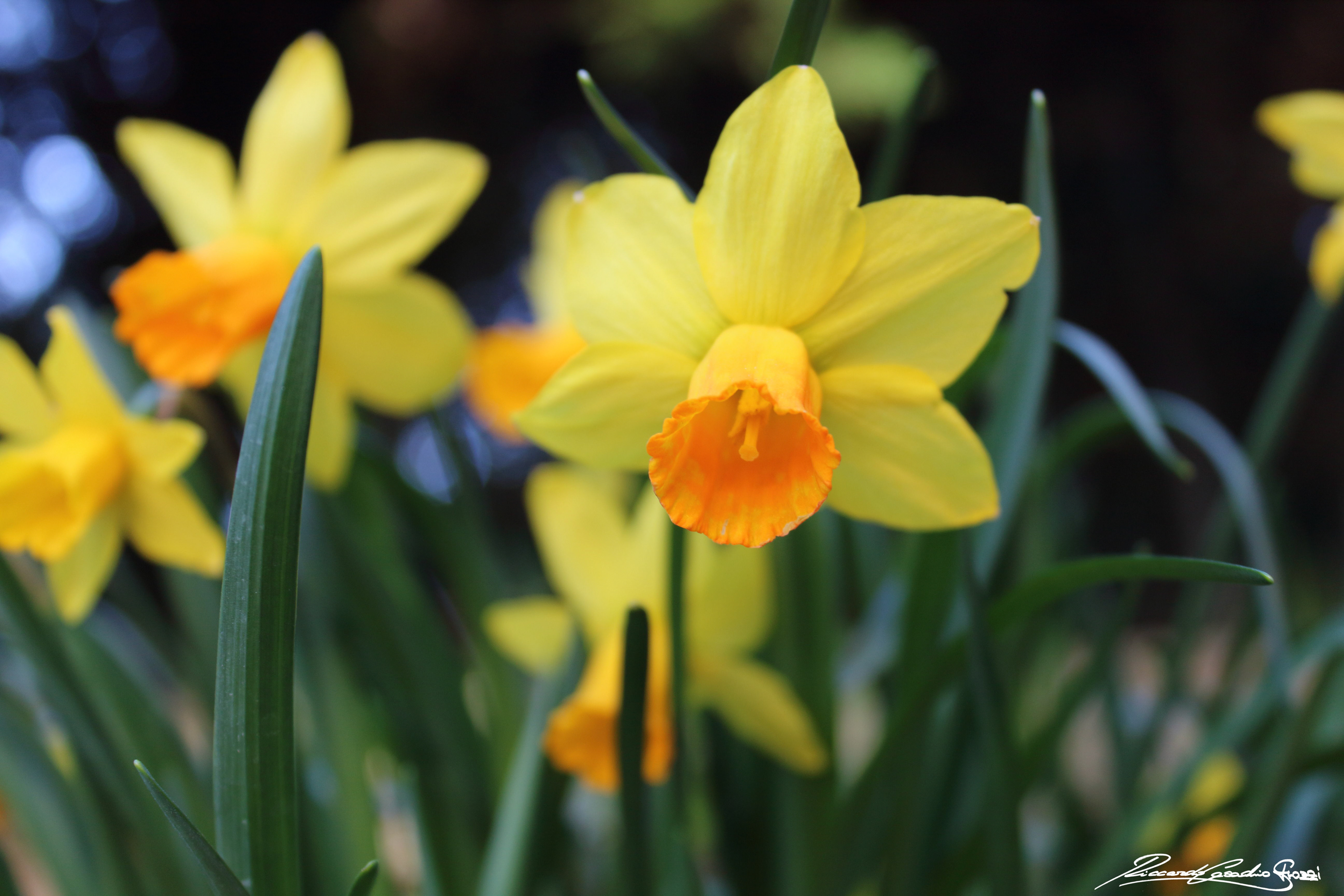 N° 8 - Brisighella, Italy