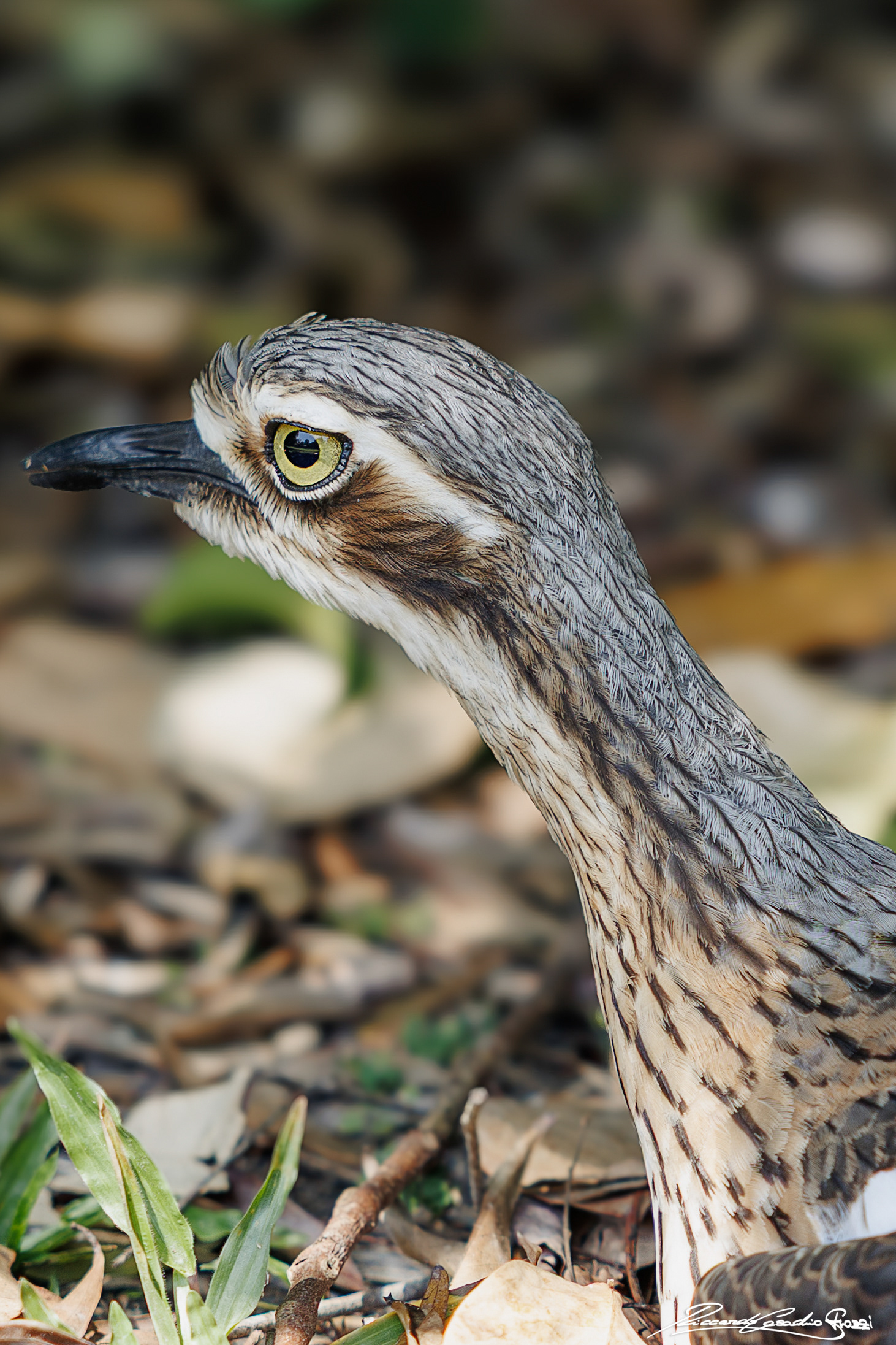 N° 13 - Bush Thick Knee, Australia